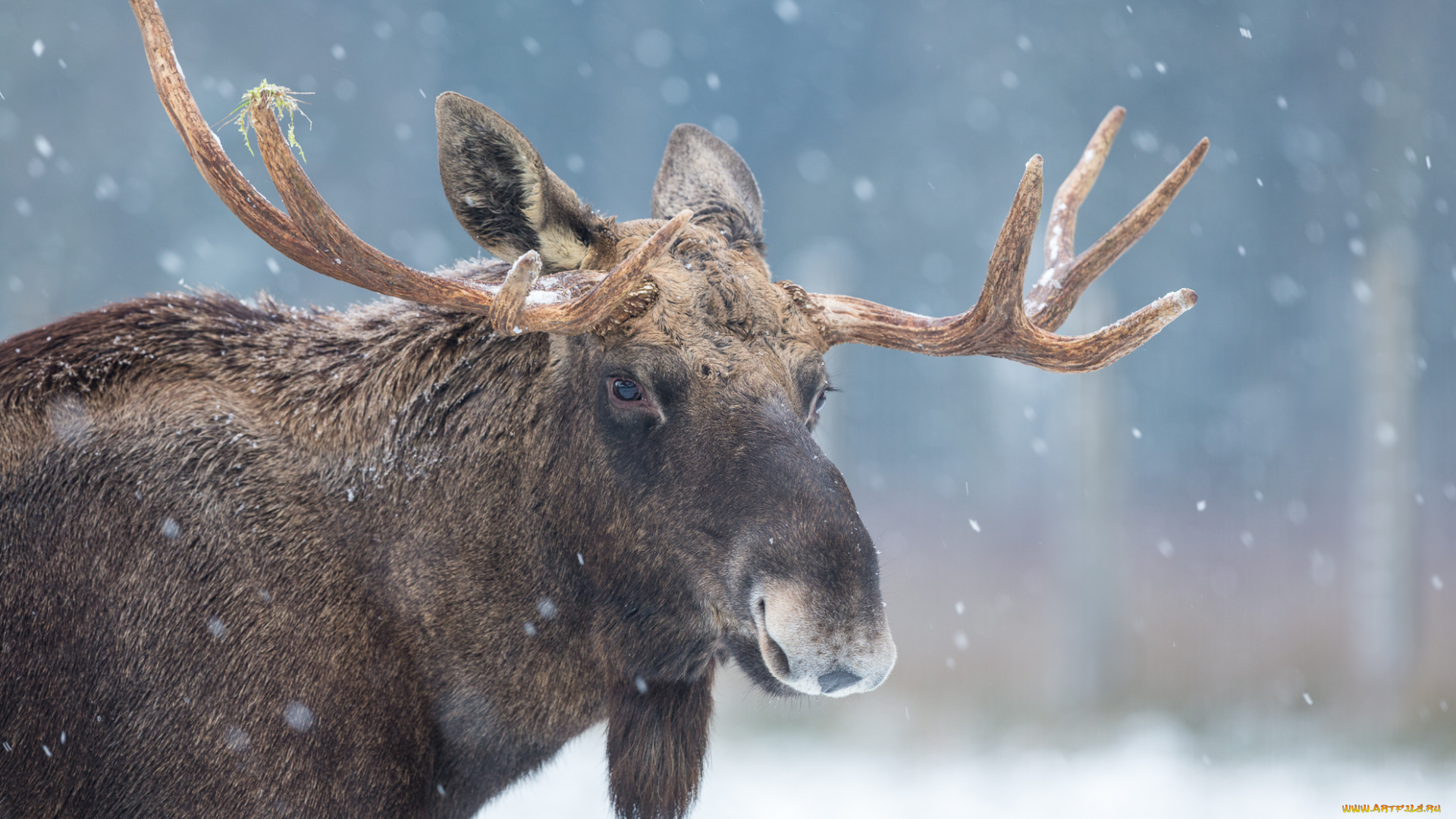 животные, лоси, снег, лось