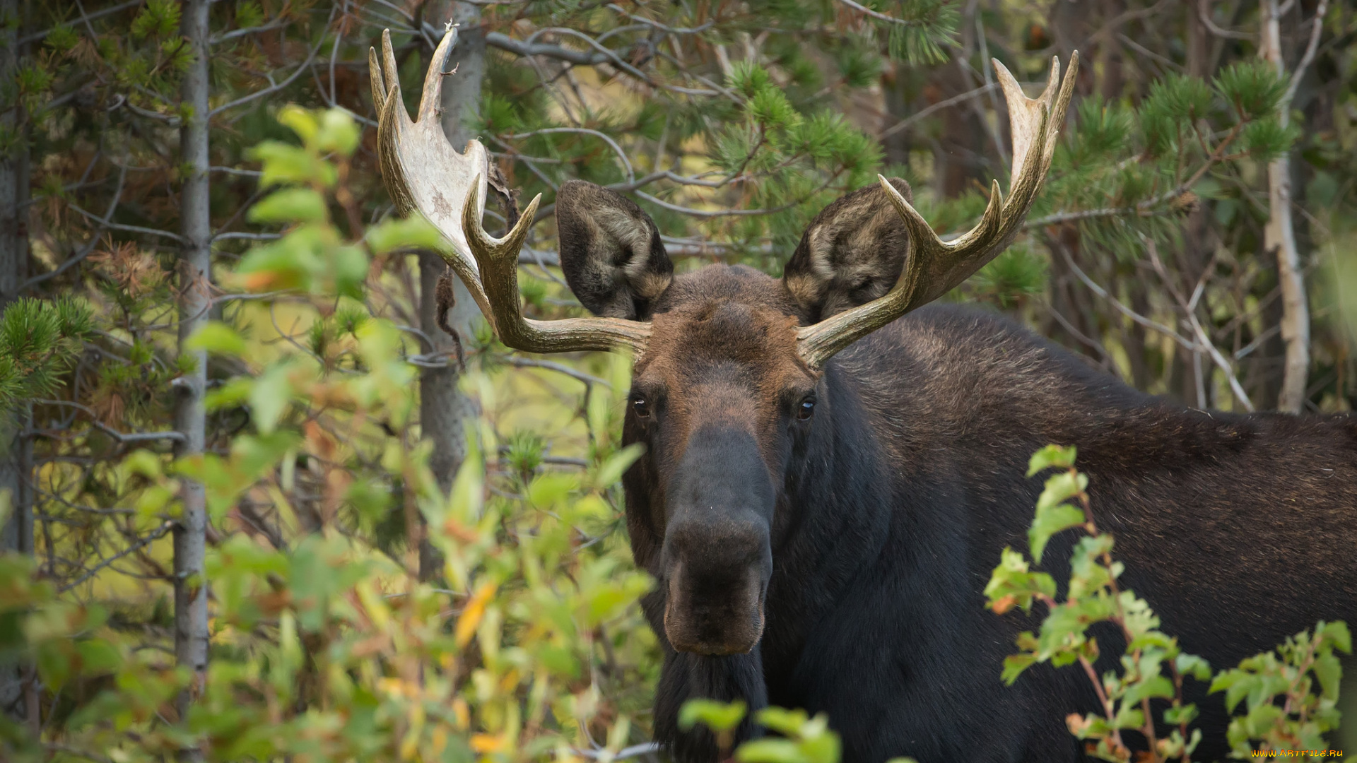 животные, лоси, сохатый