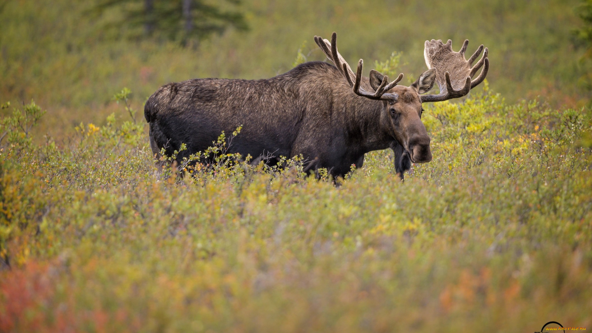 животные, лоси, заросли, осень