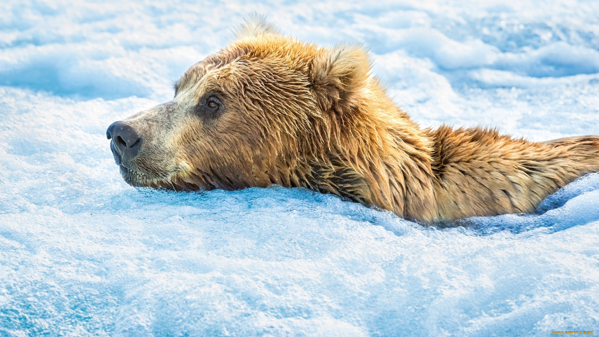 животные, медведи, гризли, морда, вода, пена, река, купание