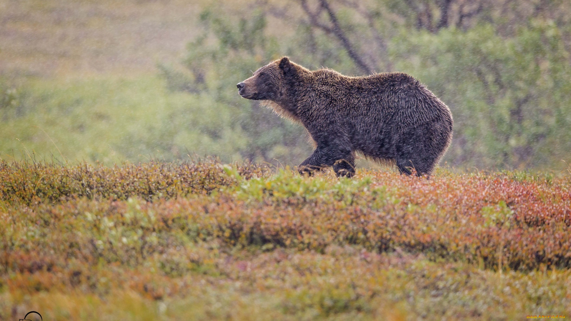 животные, медведи, гризли, осень, непогода
