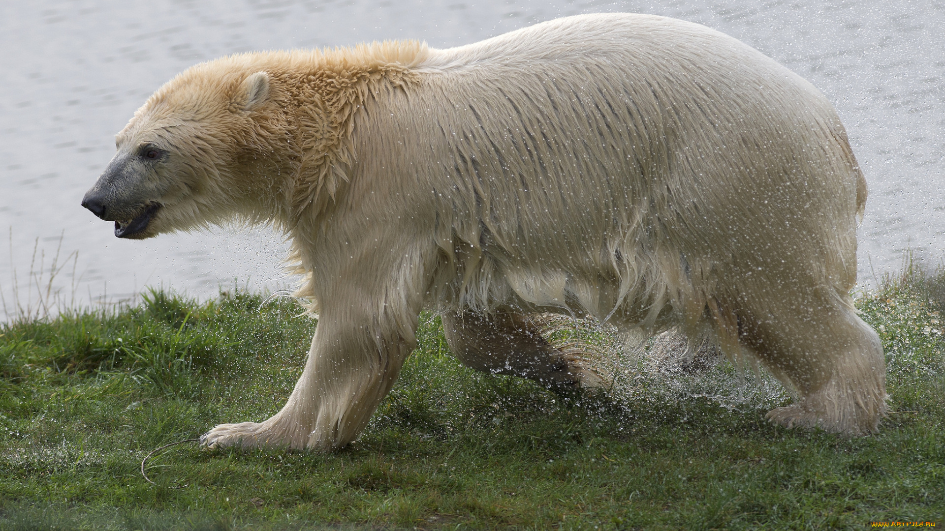 животные, медведи, медведь, белый