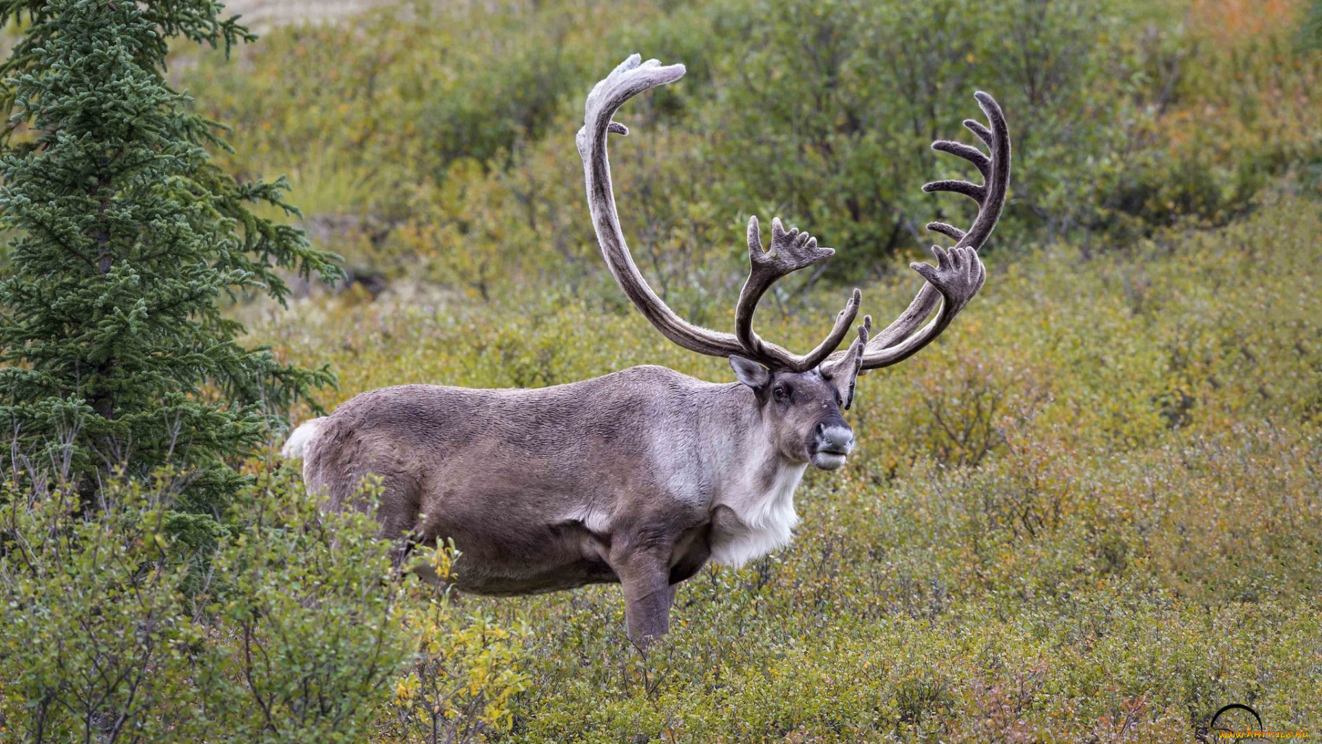 животные, олени, красавец, рога
