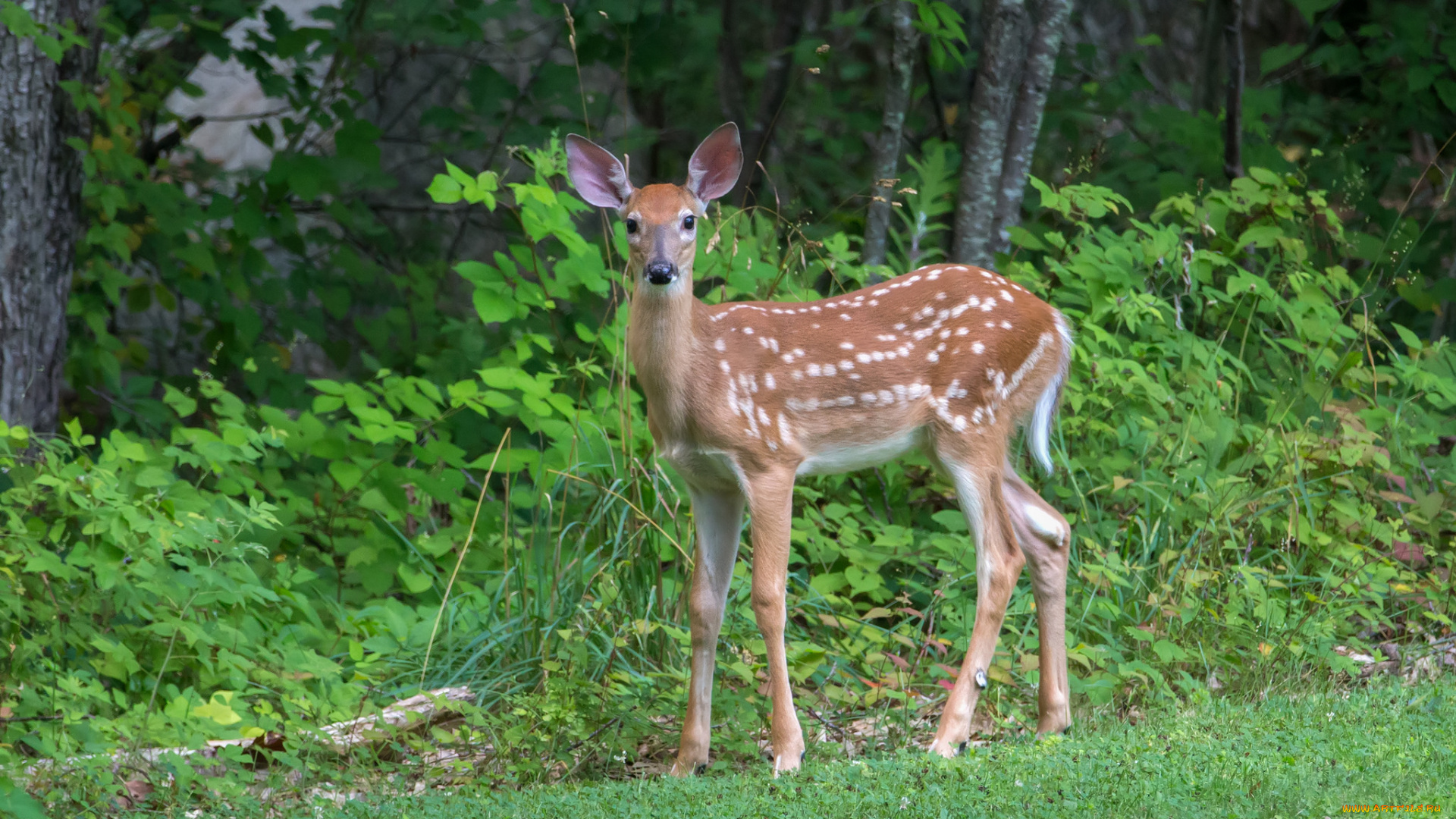животные, олени, олениха