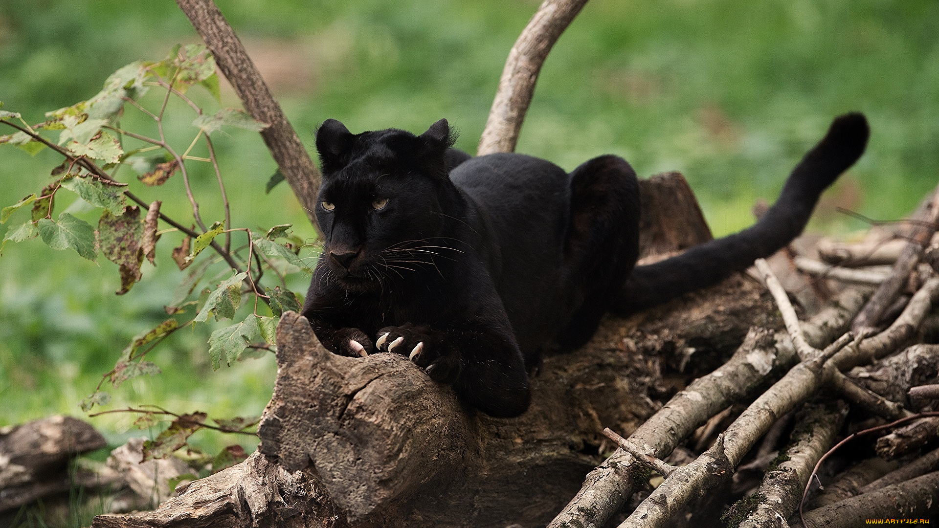 животные, пантеры, хищник, чёрный, леопард, кошка, когти