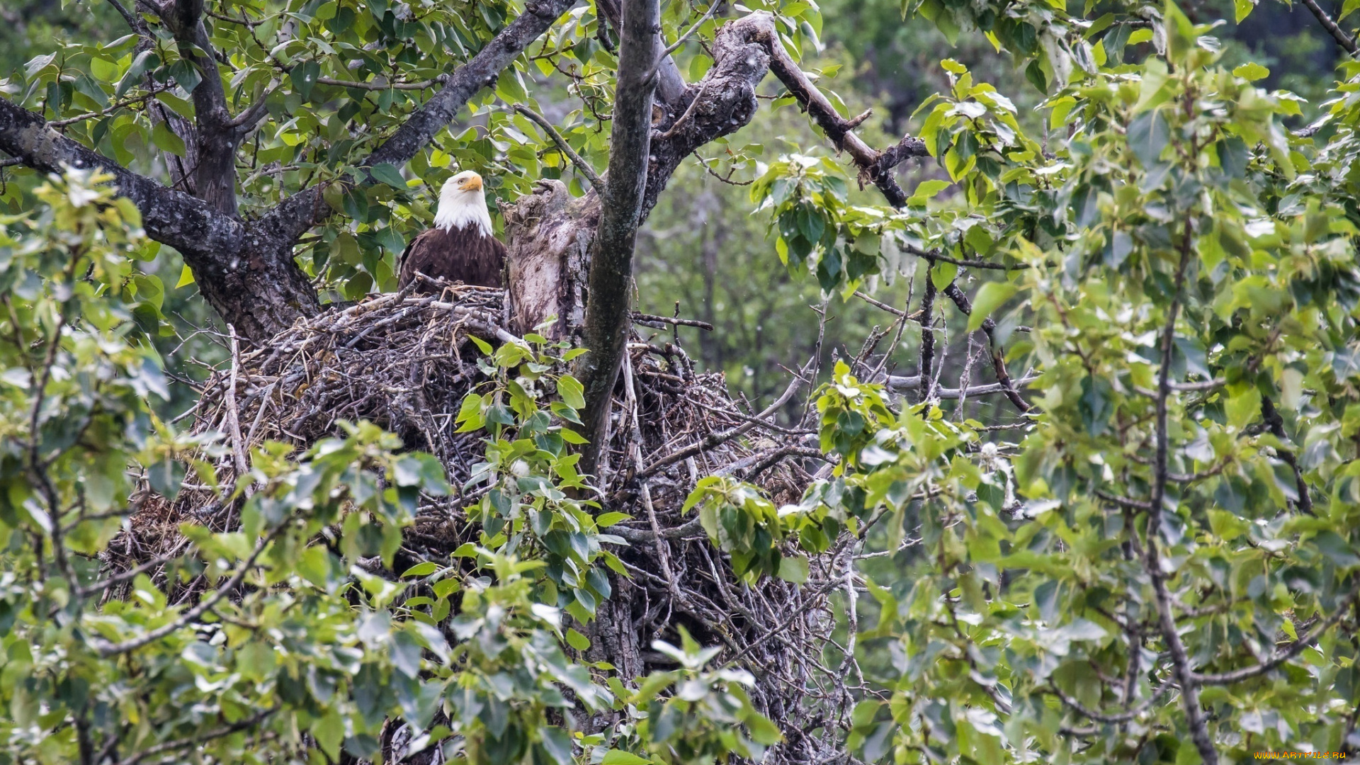 животные, птицы, -, хищники, гнездо, орлан