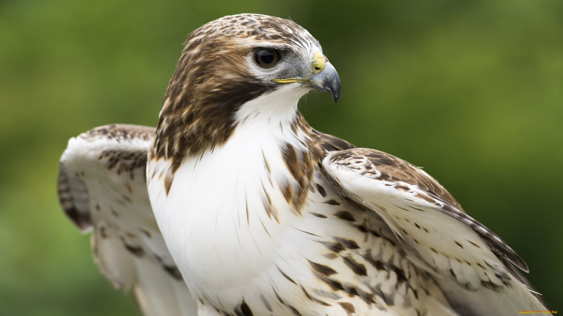 животные, птицы, -, хищники, клюв, ястреб