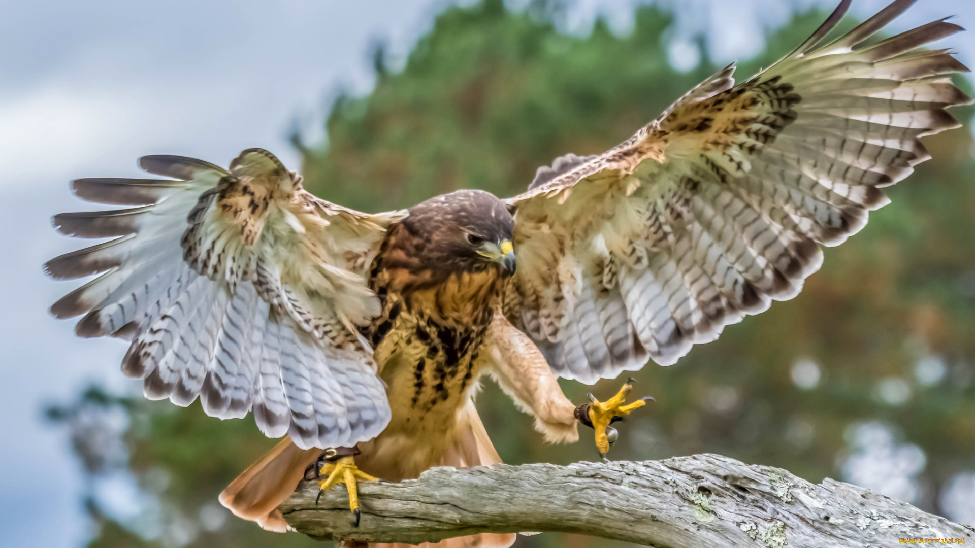 животные, птицы, -, хищники, крылья, клюв, перья, птица, ястреб