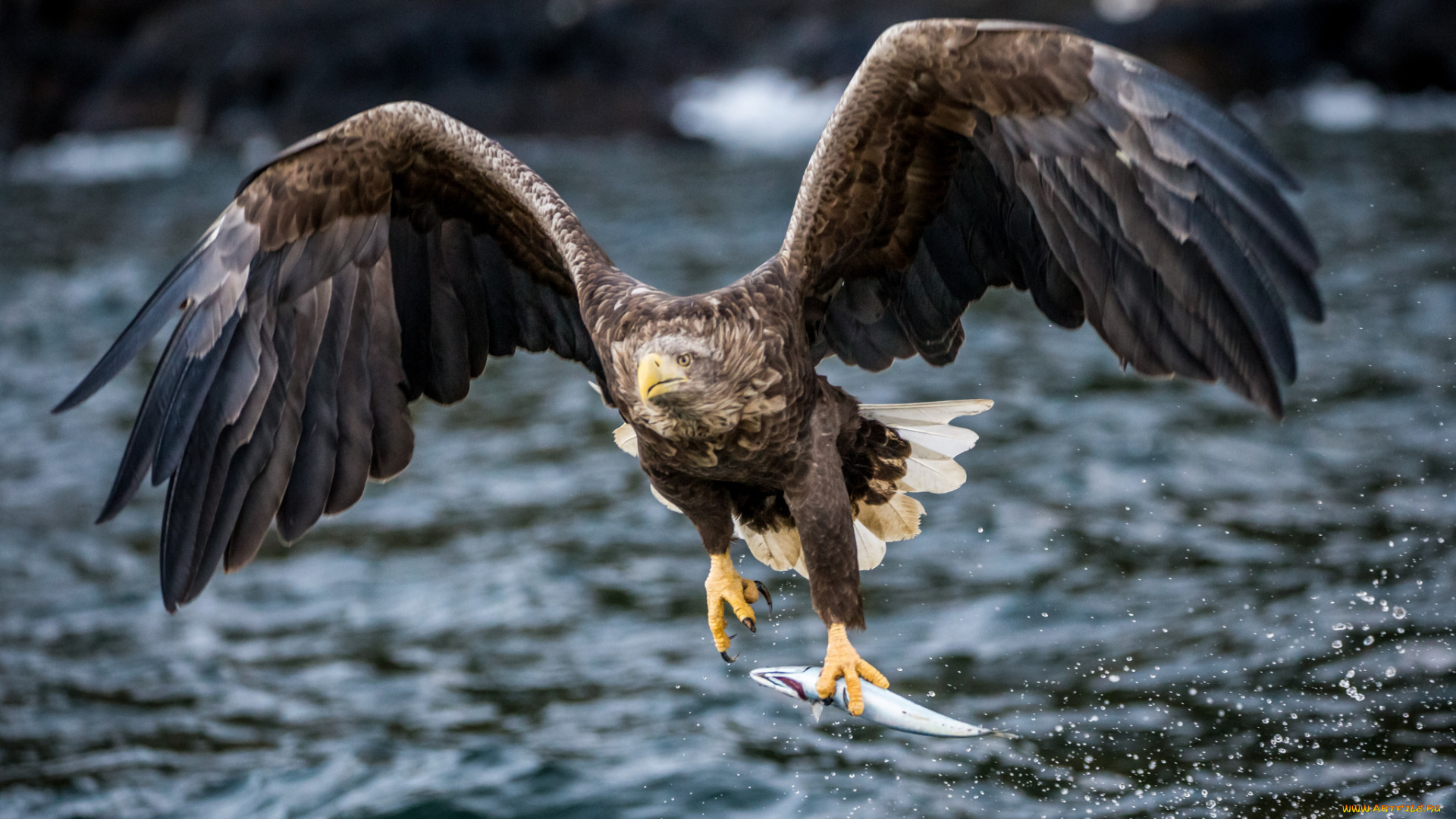 животные, птицы, -, хищники, птица, хищник, рыба, добыча, вода