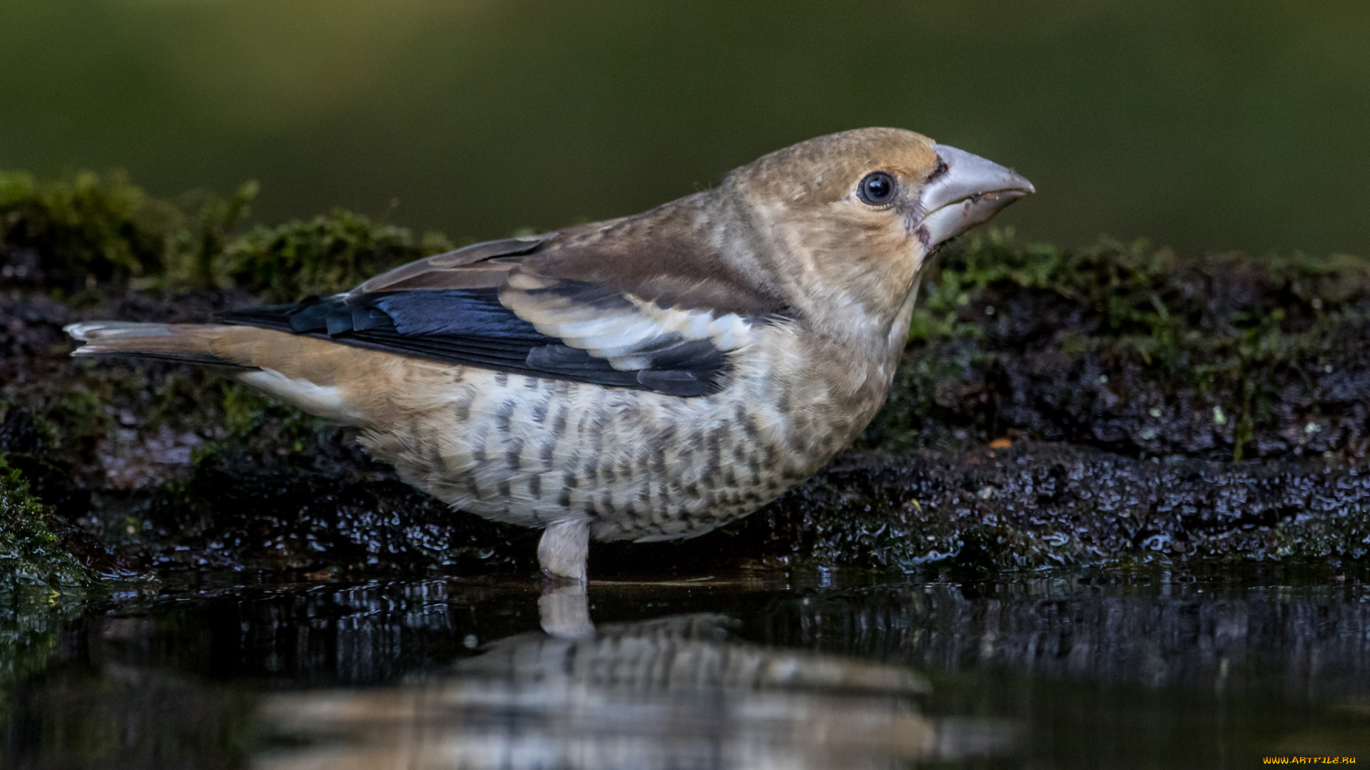 животные, птицы, птичка