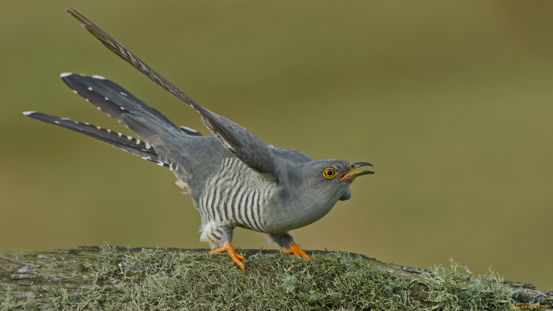 животные, птицы, птичка