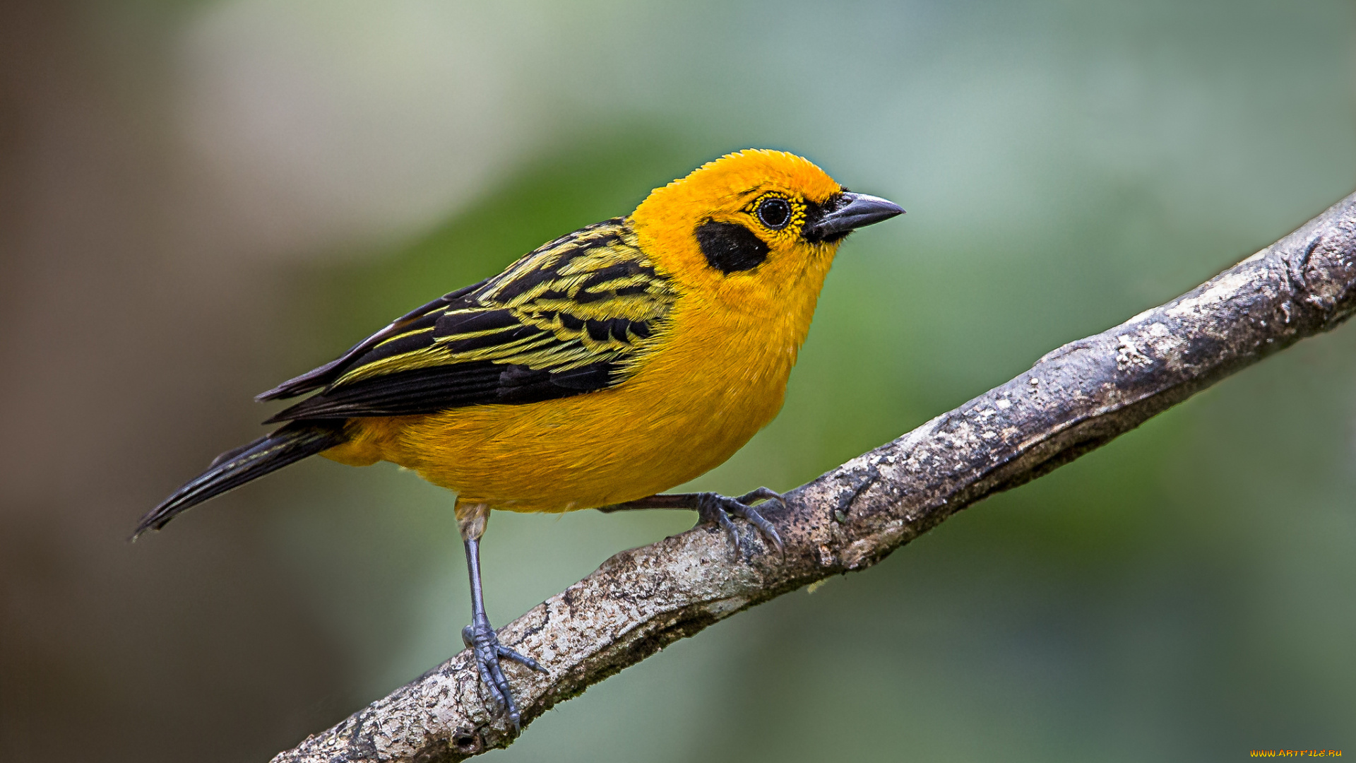 животные, птицы, птичка