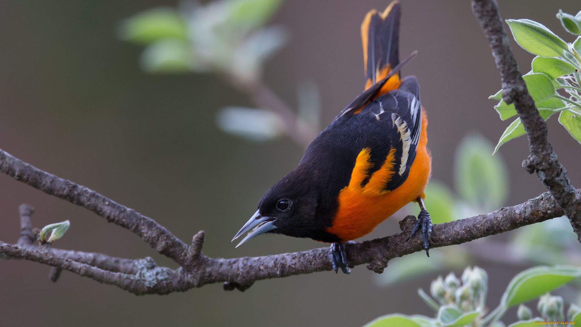 животные, птицы, птичка