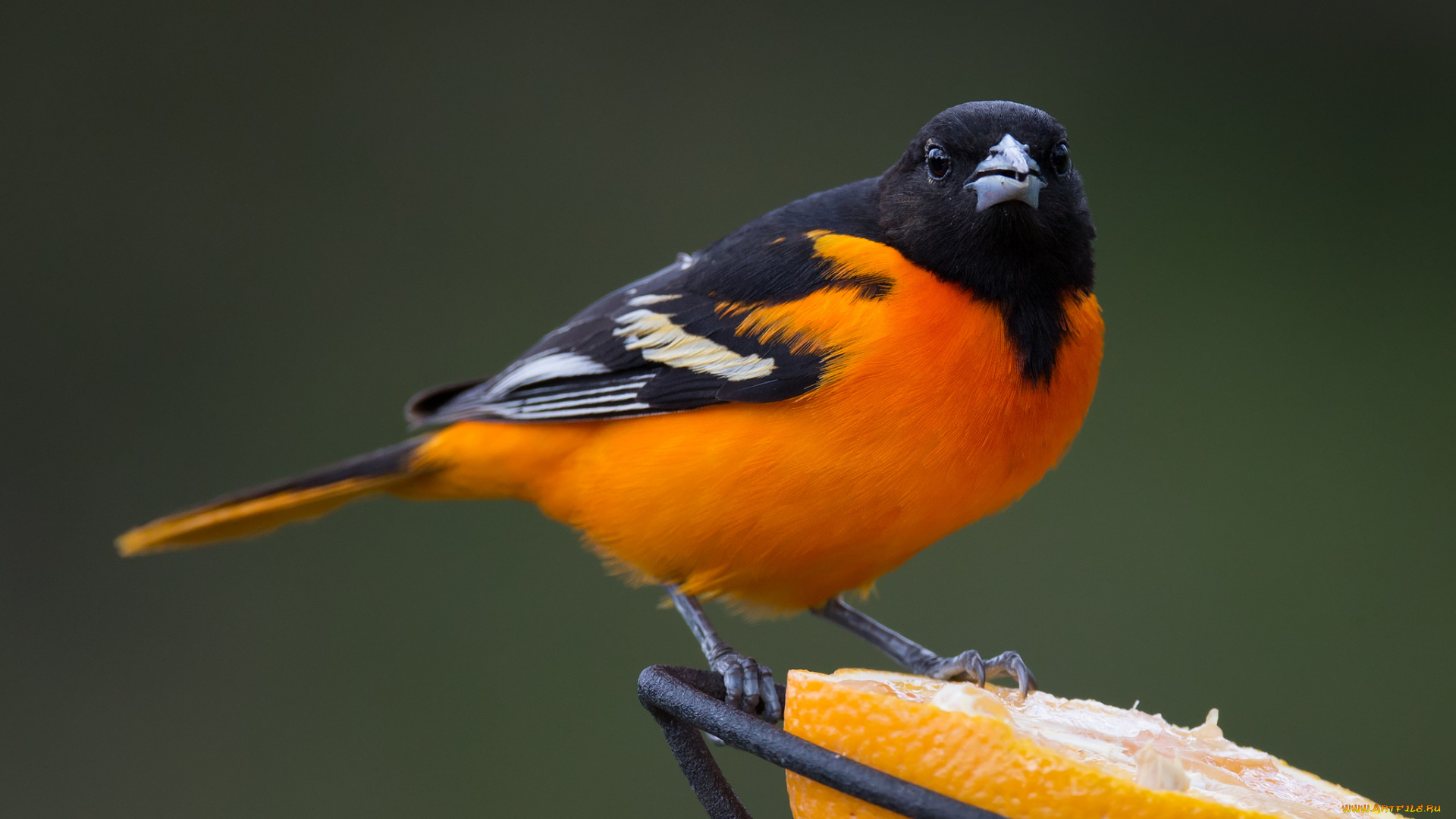 животные, птицы, птичка