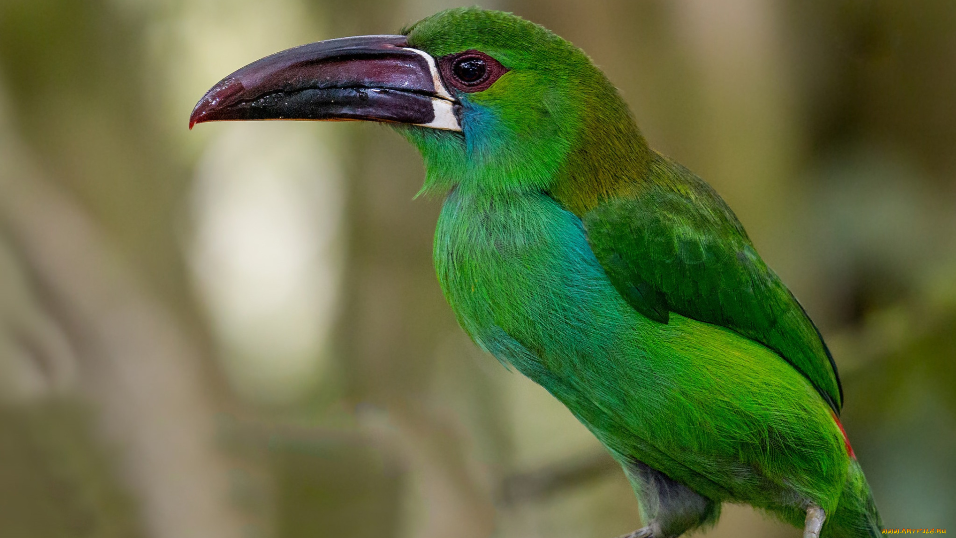 животные, птицы, птичка