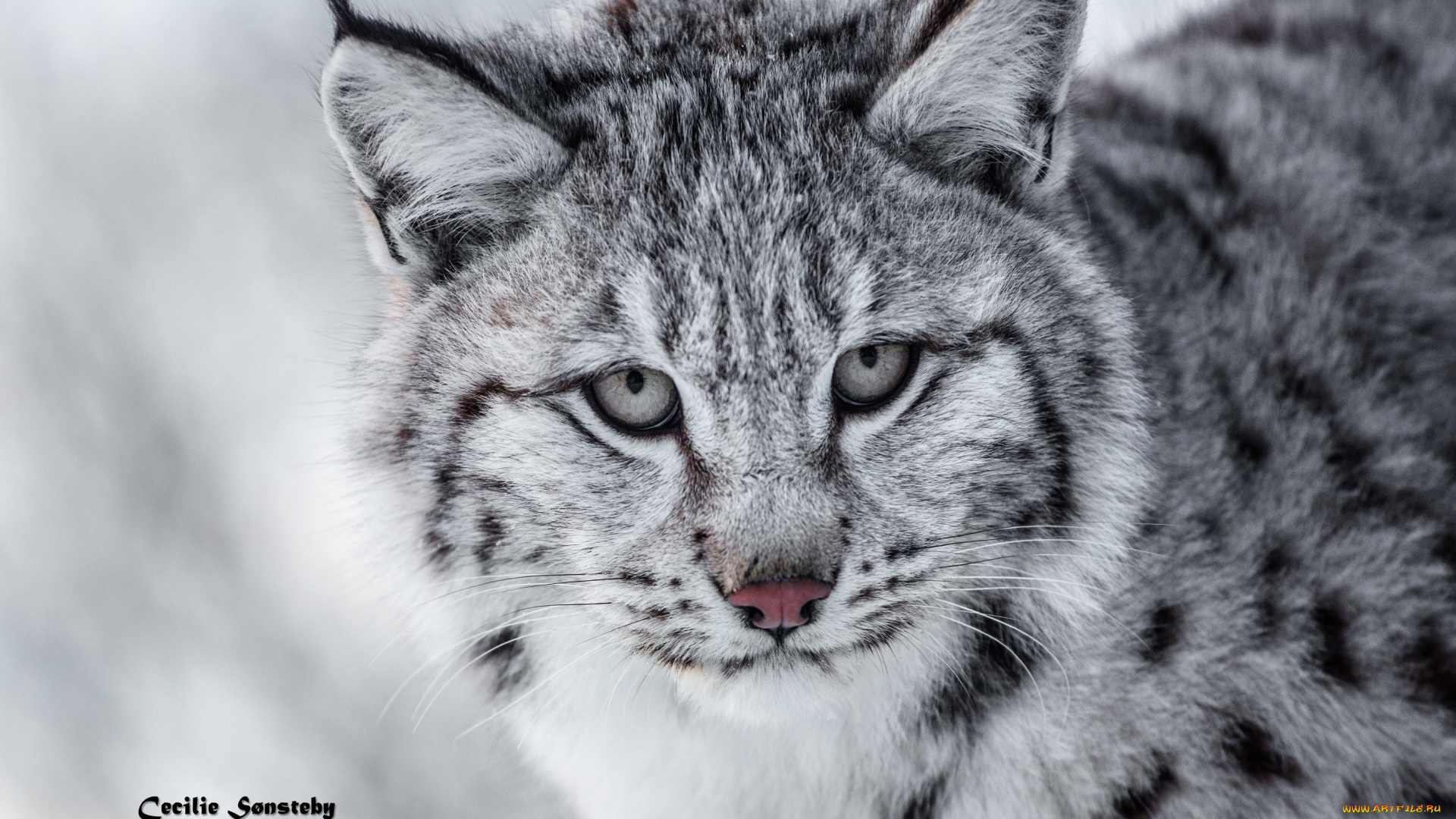 животные, рыси, морда, кошка