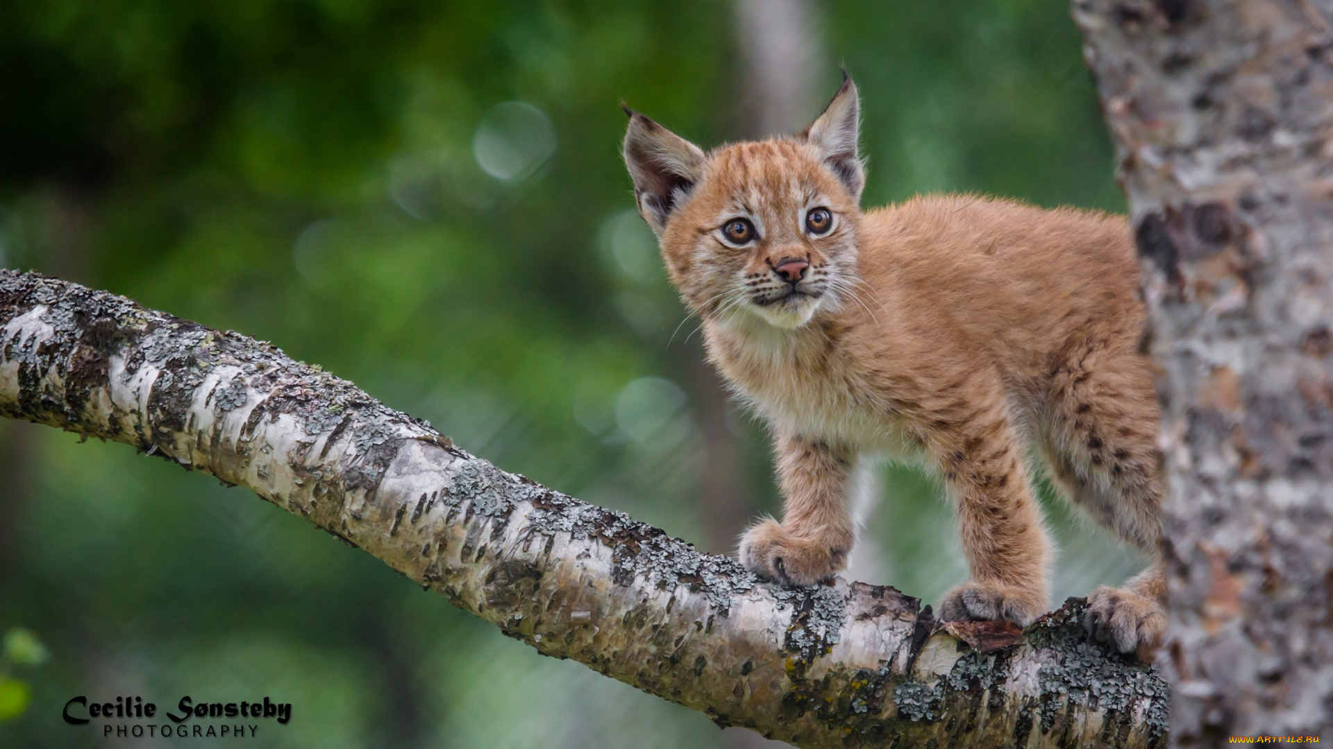 животные, рыси, наблюдение, кора, поза, дерево, детёныш, рысёнок, ветка, берёза