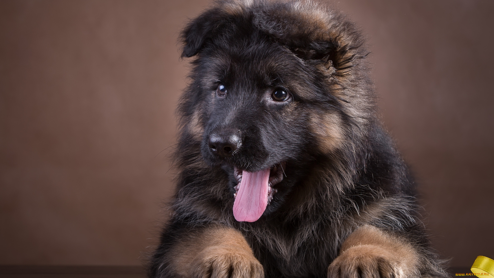 животные, собаки, язык, порода, щенок, немецкая, овчарка