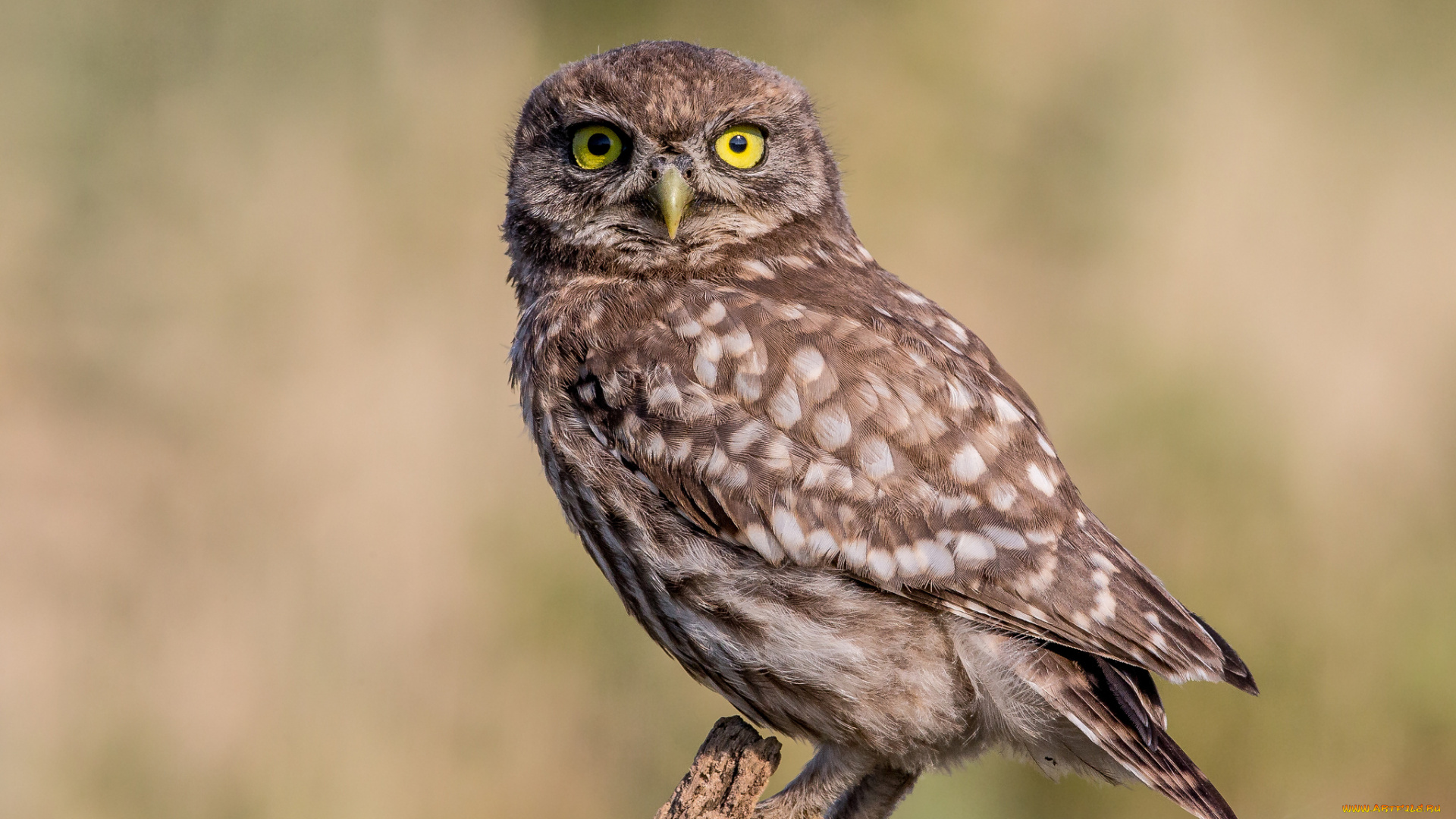 животные, совы, птичка