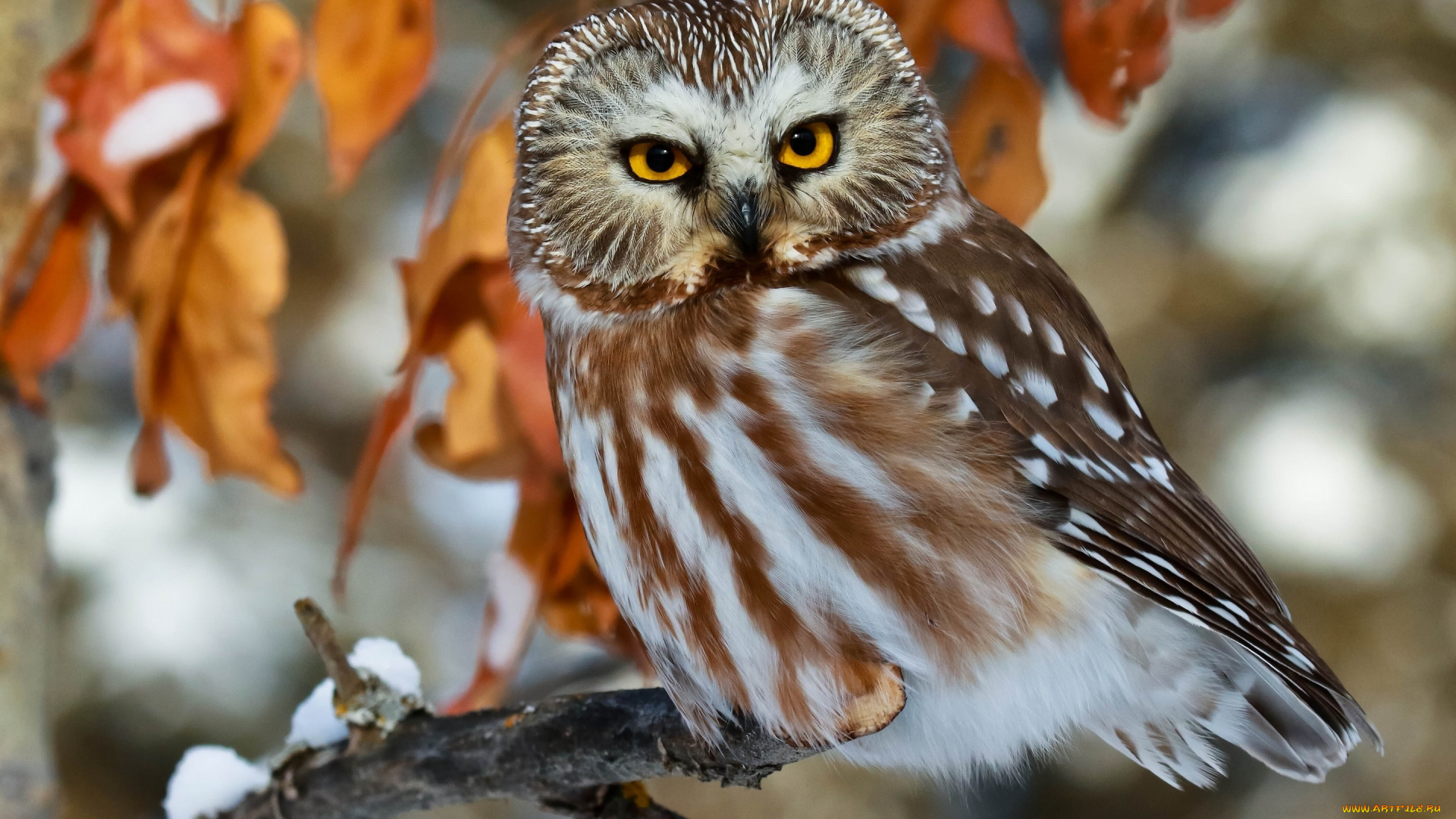 животные, совы, взгляд, птица, листья, ветка, сова, мохноногий, сыч, североамериканский