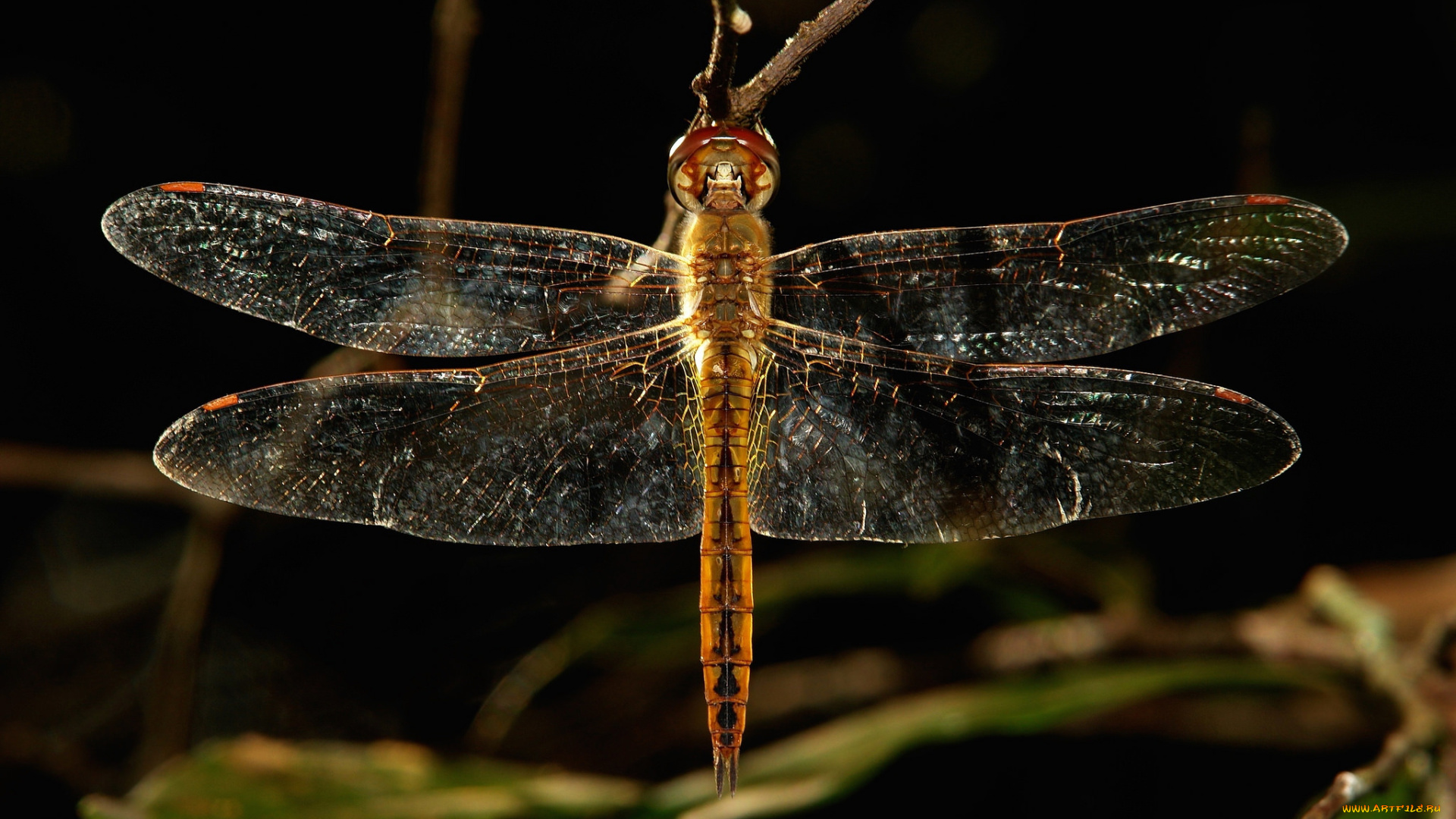 животные, стрекозы, itchydogimages, макро, стрекоза, травинка