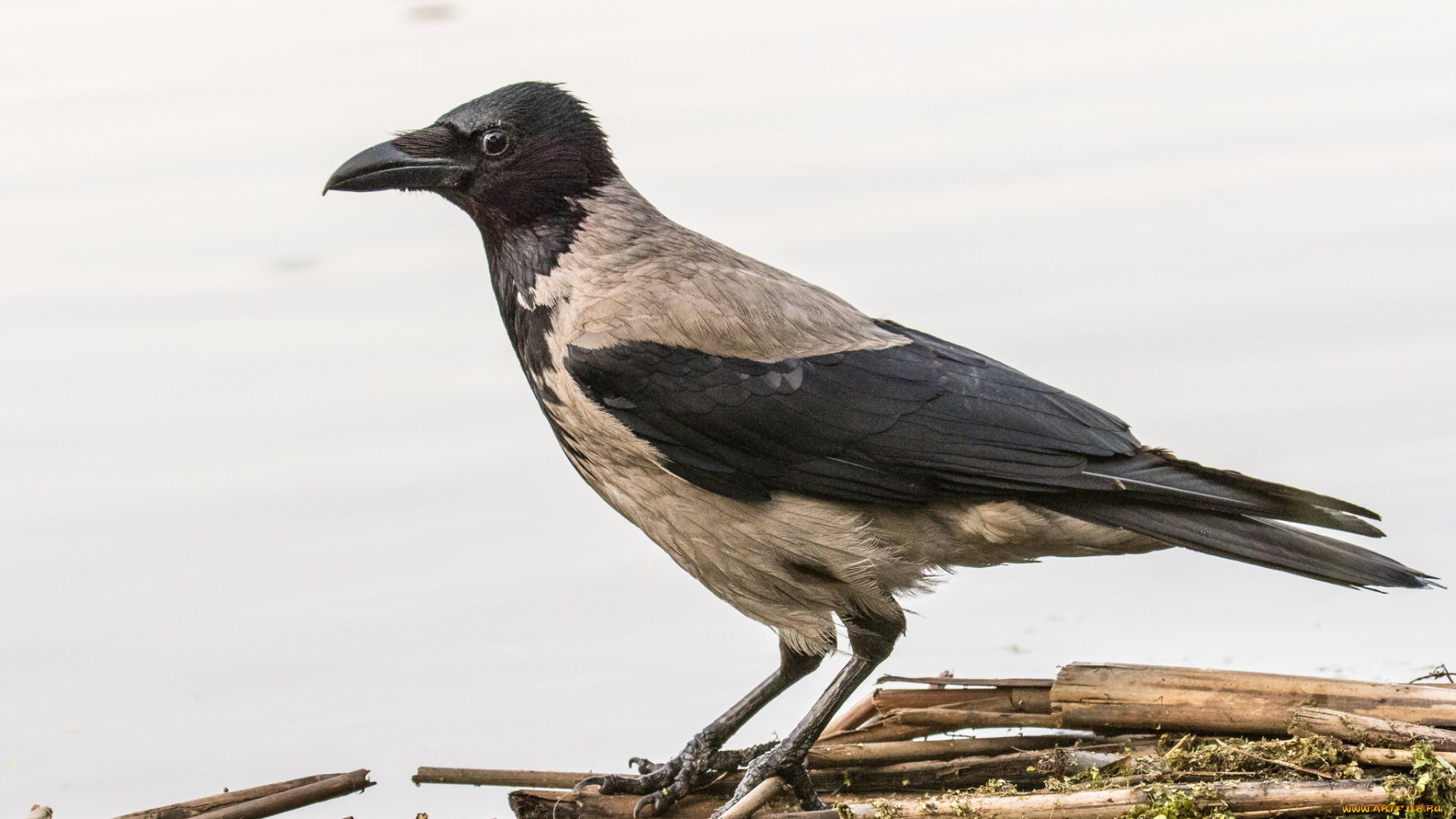 животные, вороны, , грачи, , галки, птичка
