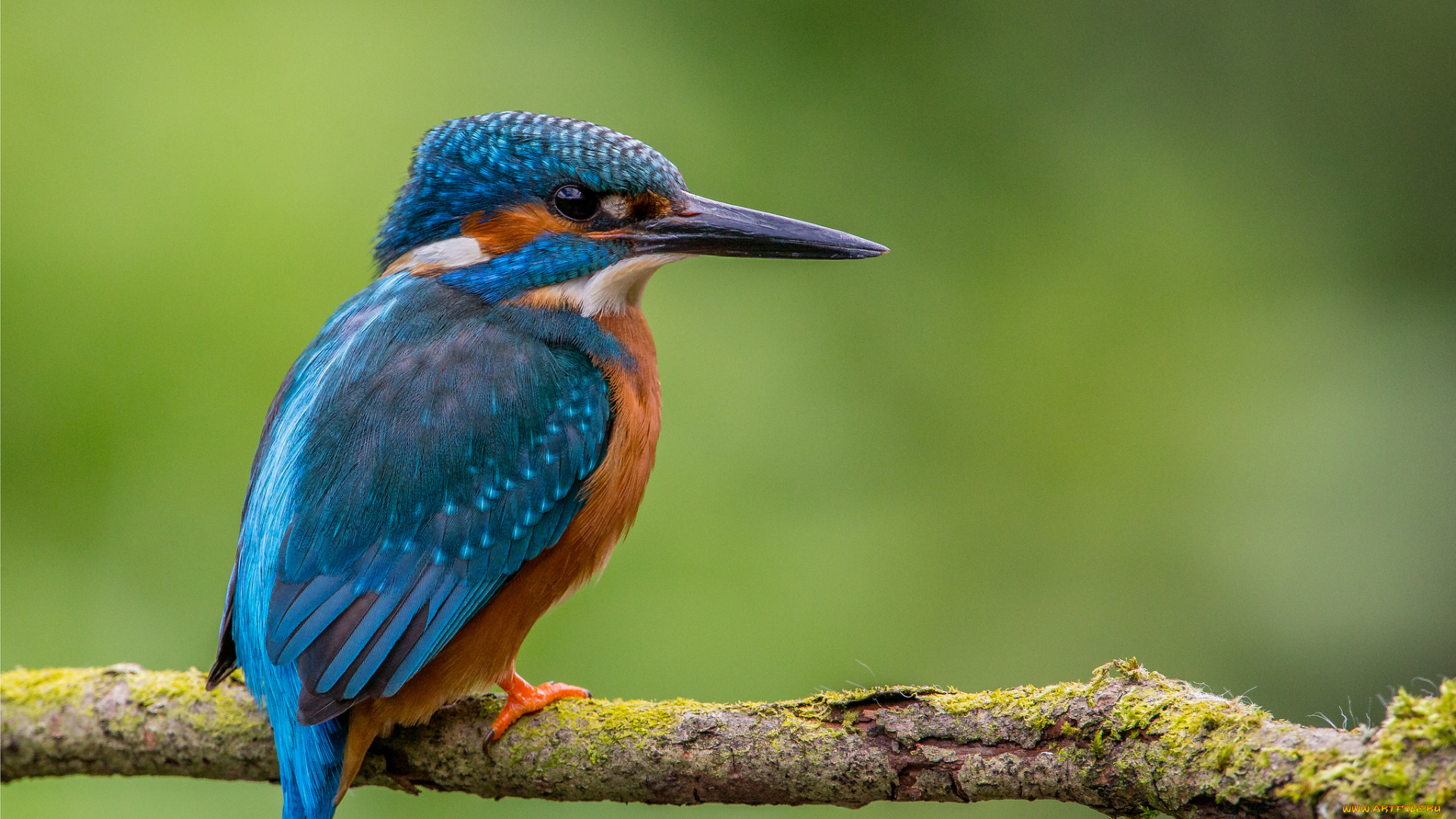 животные, зимородки, птичка