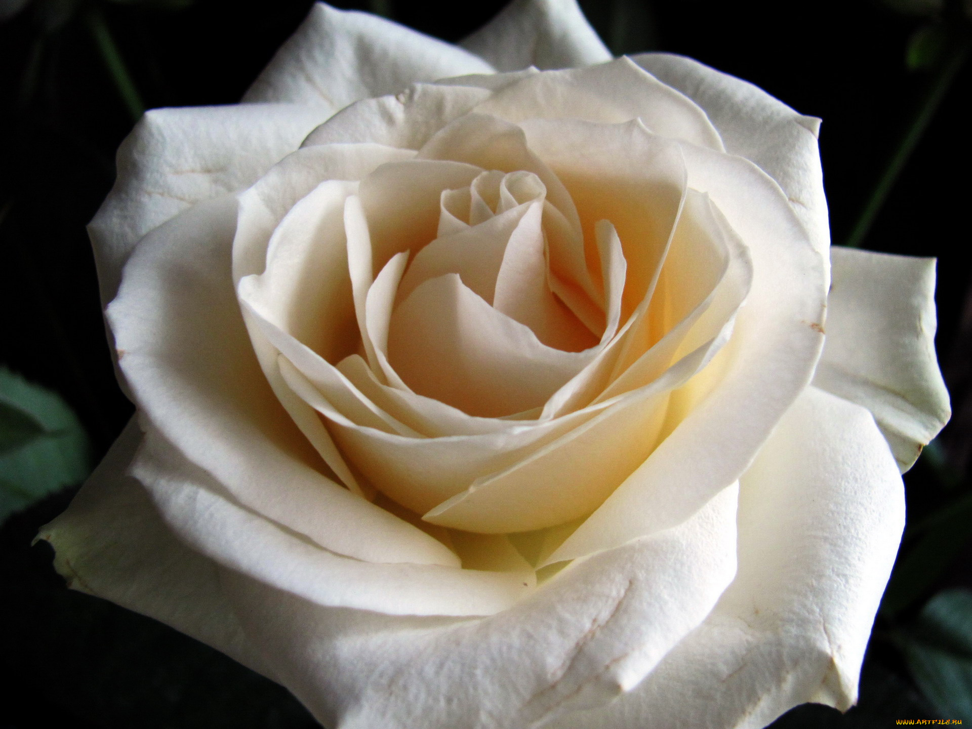 цветы, розы, белый