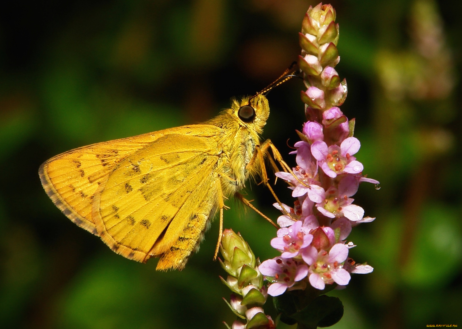 животные, бабочки, , мотыльки, , моли, itchydogimages, макро, бабочка, цветы