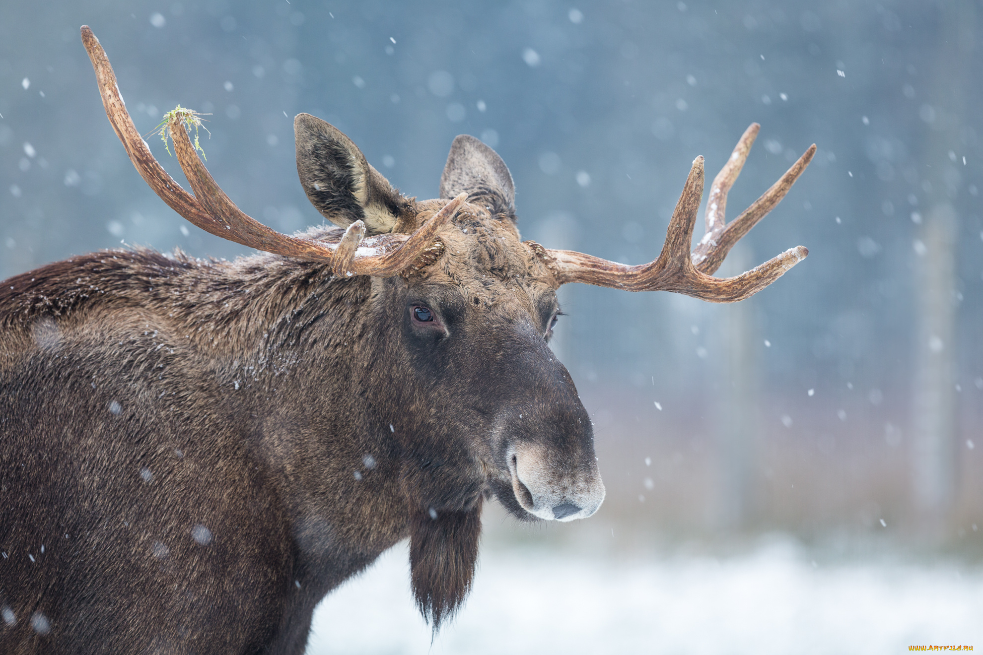 животные, лоси, снег, лось