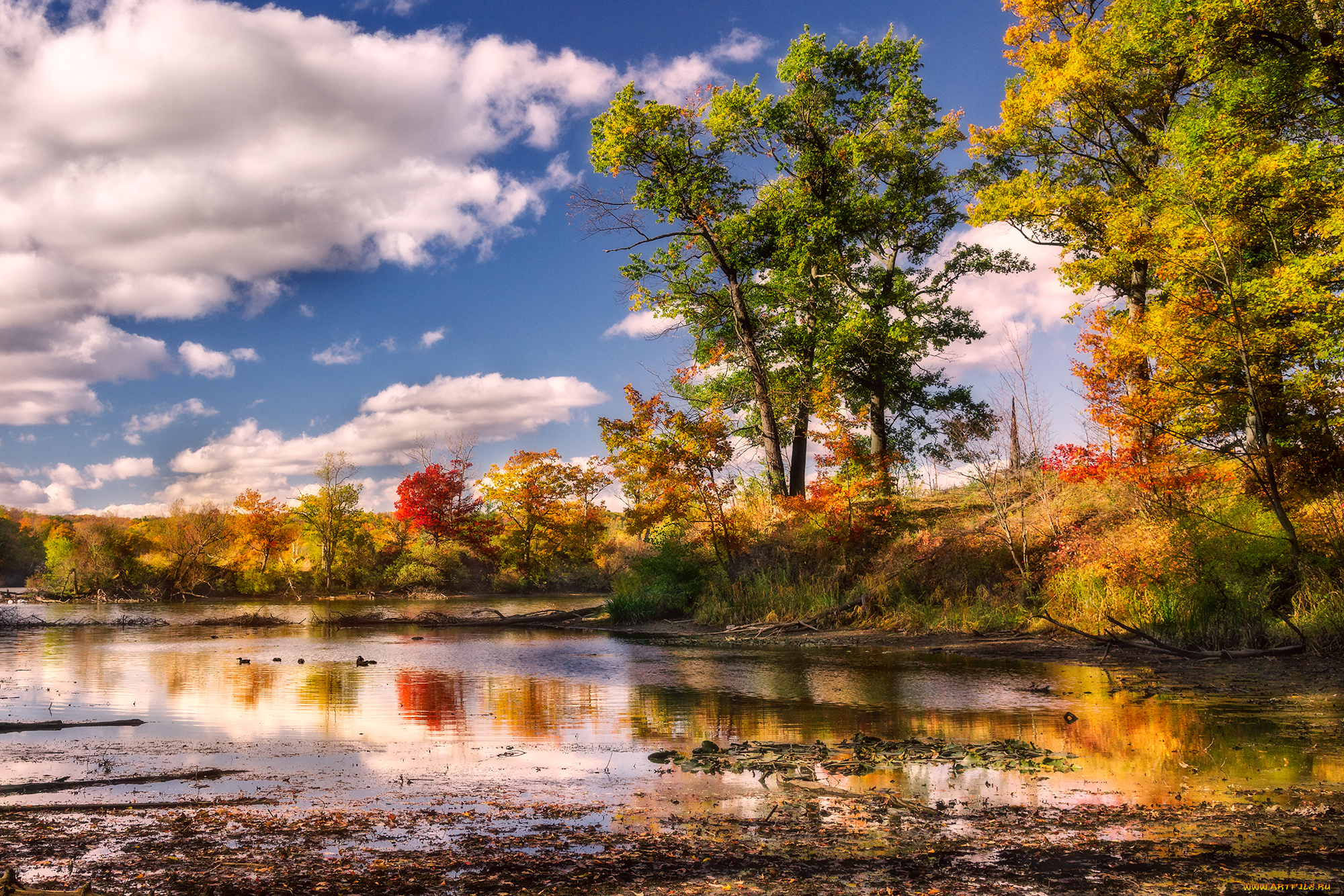 природа, реки, озера, река, лес