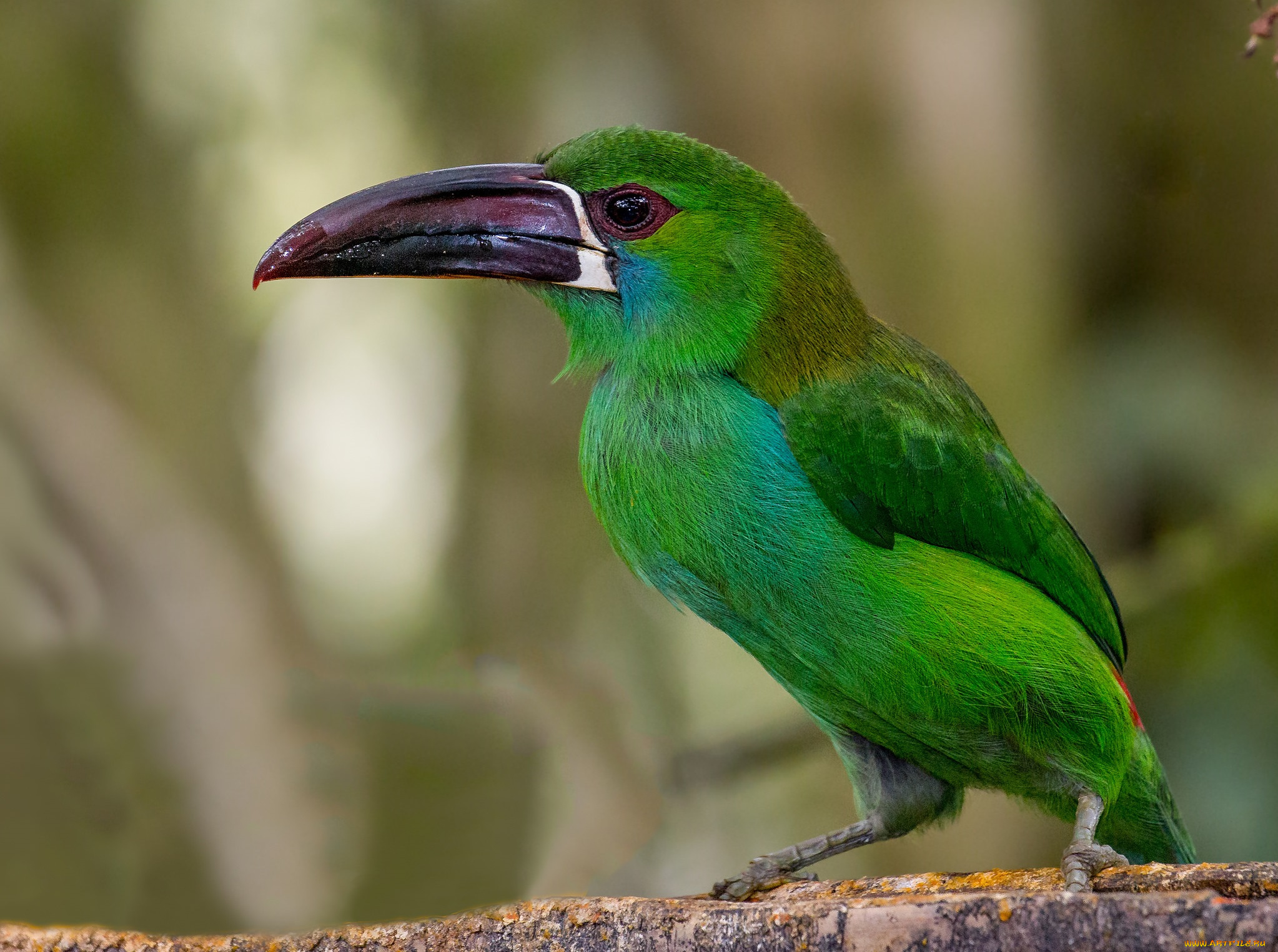 животные, птицы, птичка