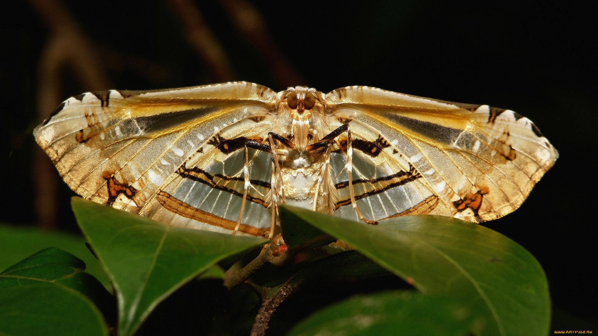 животные, бабочки, , мотыльки, , моли, itchydogimages, макро, насекомое, мотылёк