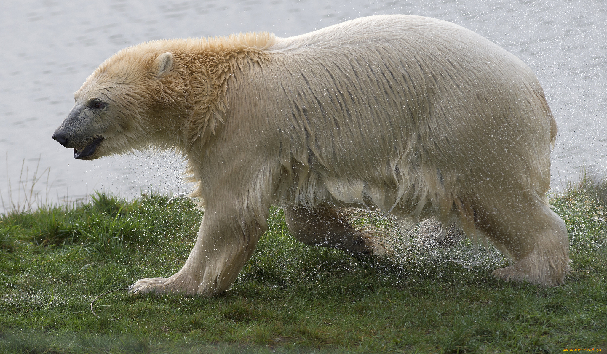 животные, медведи, медведь, белый
