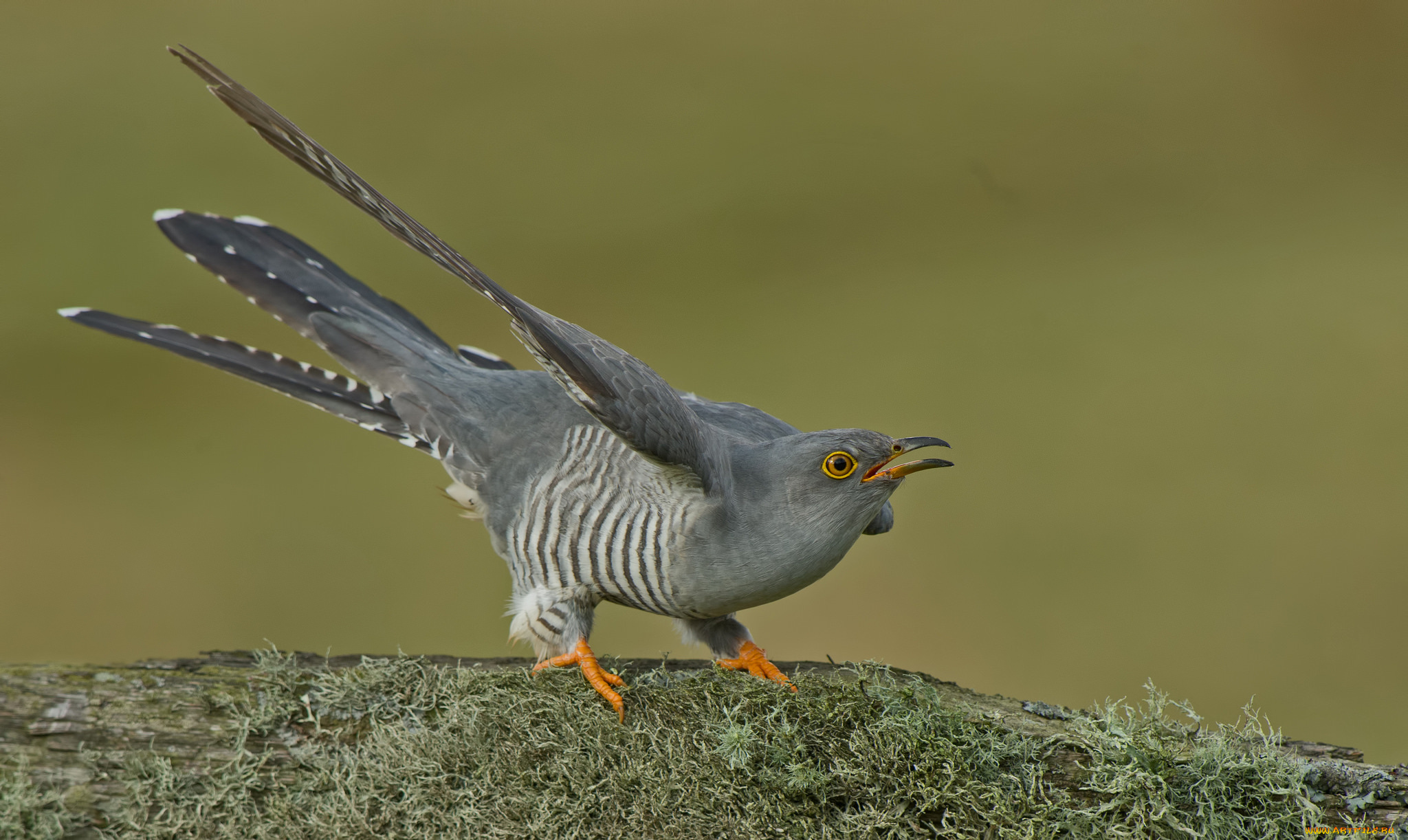 животные, птицы, птичка