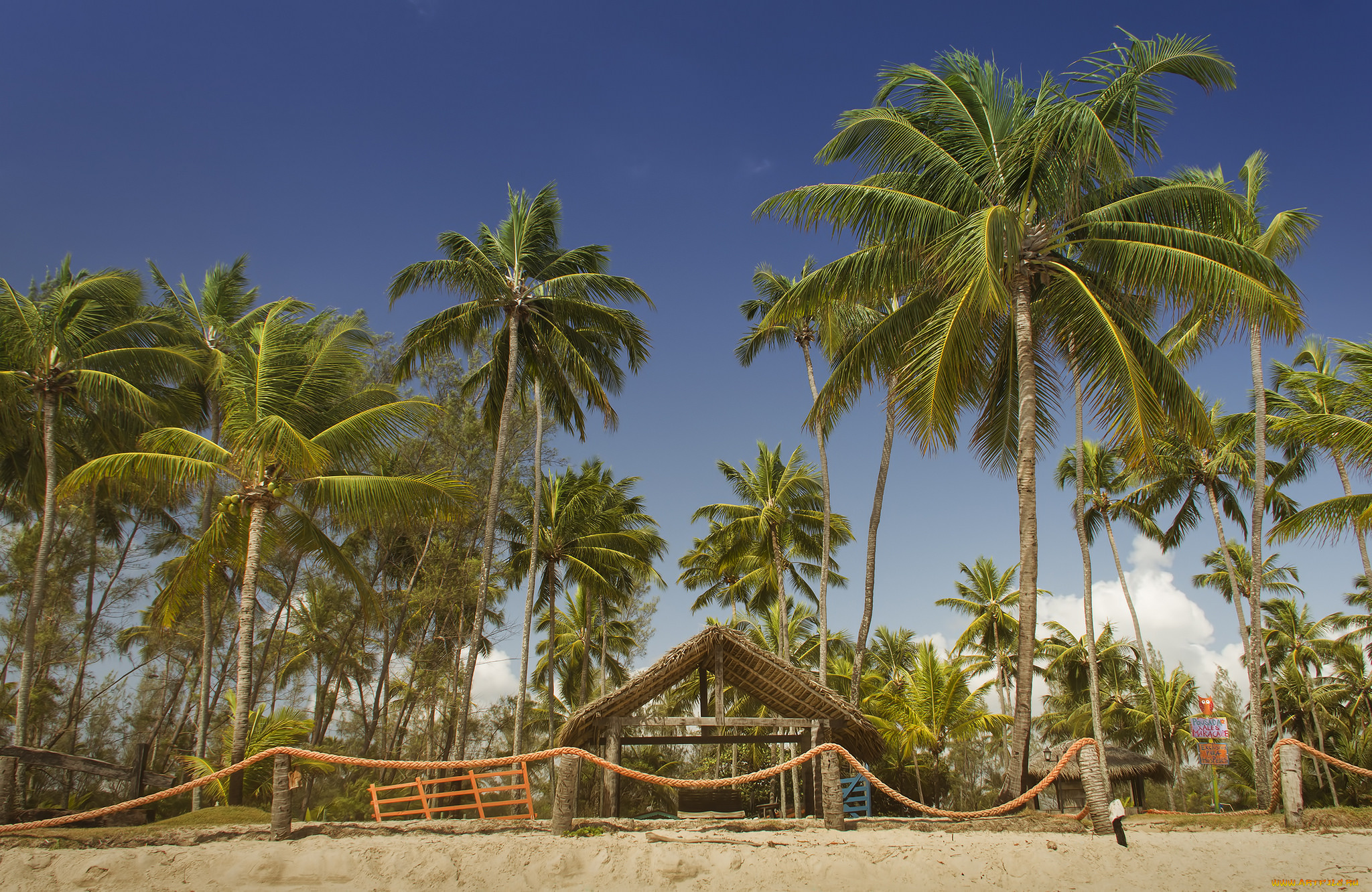 природа, тропики, пальмы, побережье