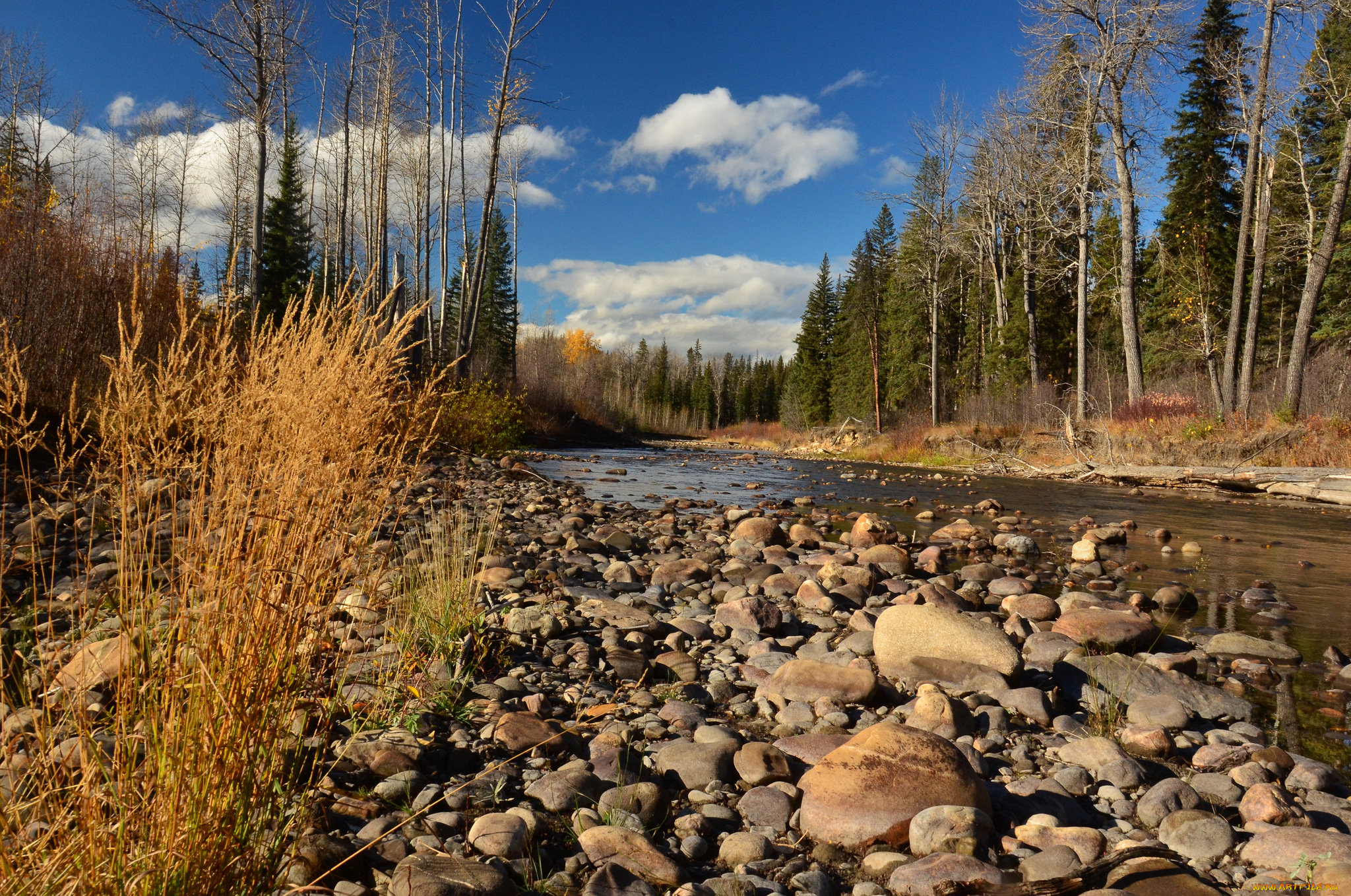 природа, реки, озера, река, лес