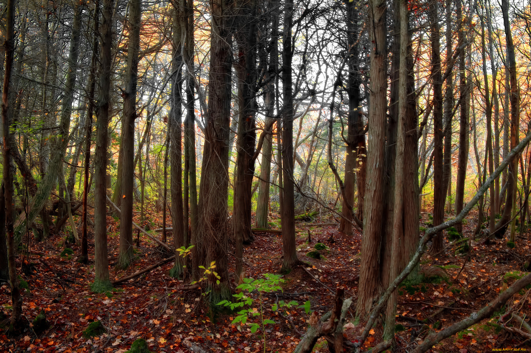 природа, лес, деревья