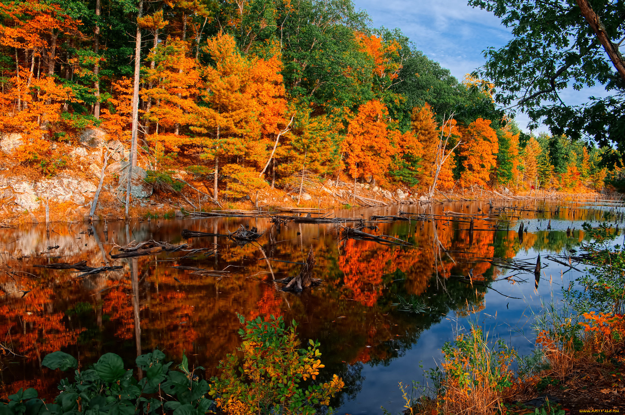 природа, реки, озера, река, лес