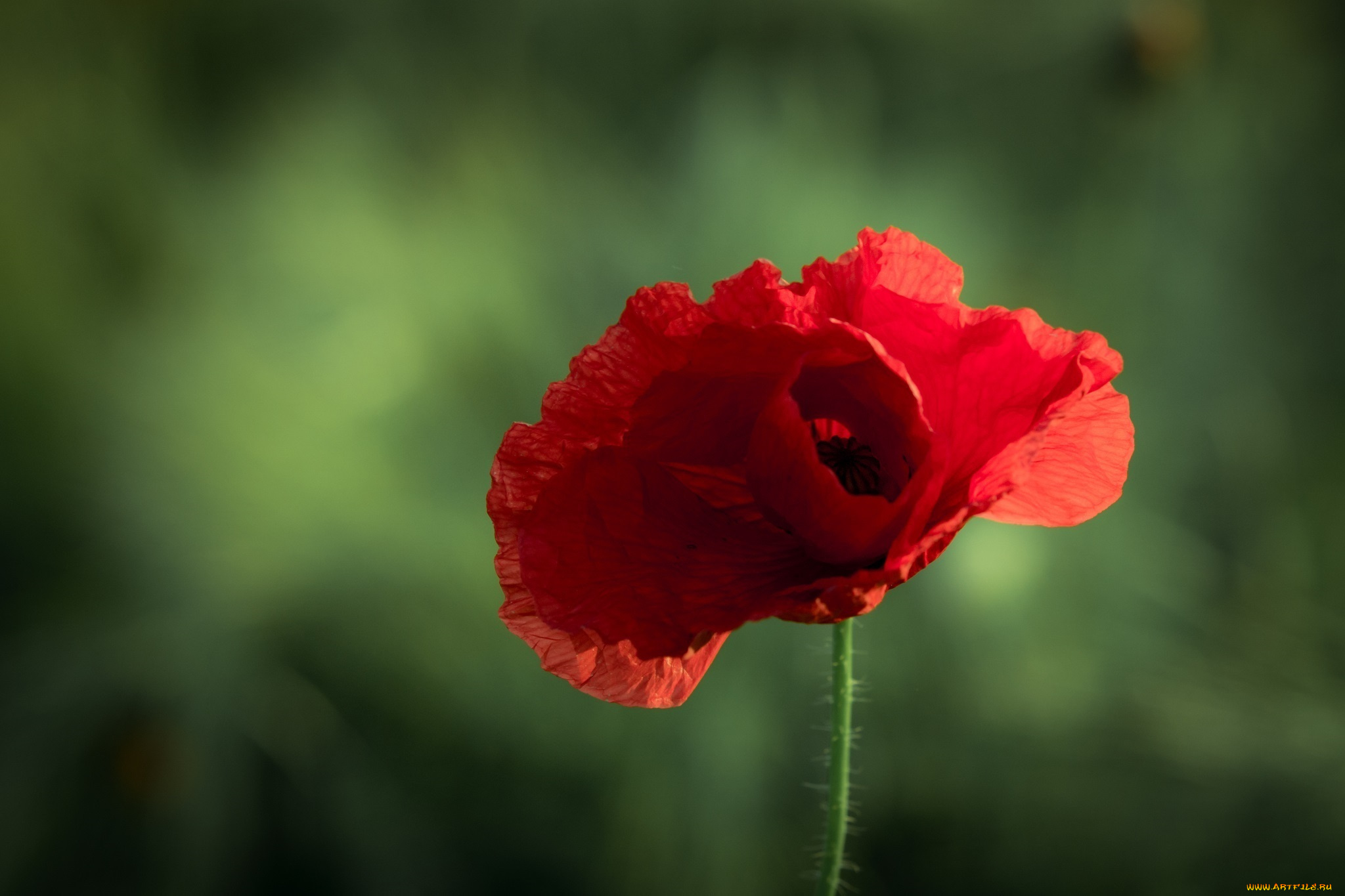 цветы, маки, макро, красный