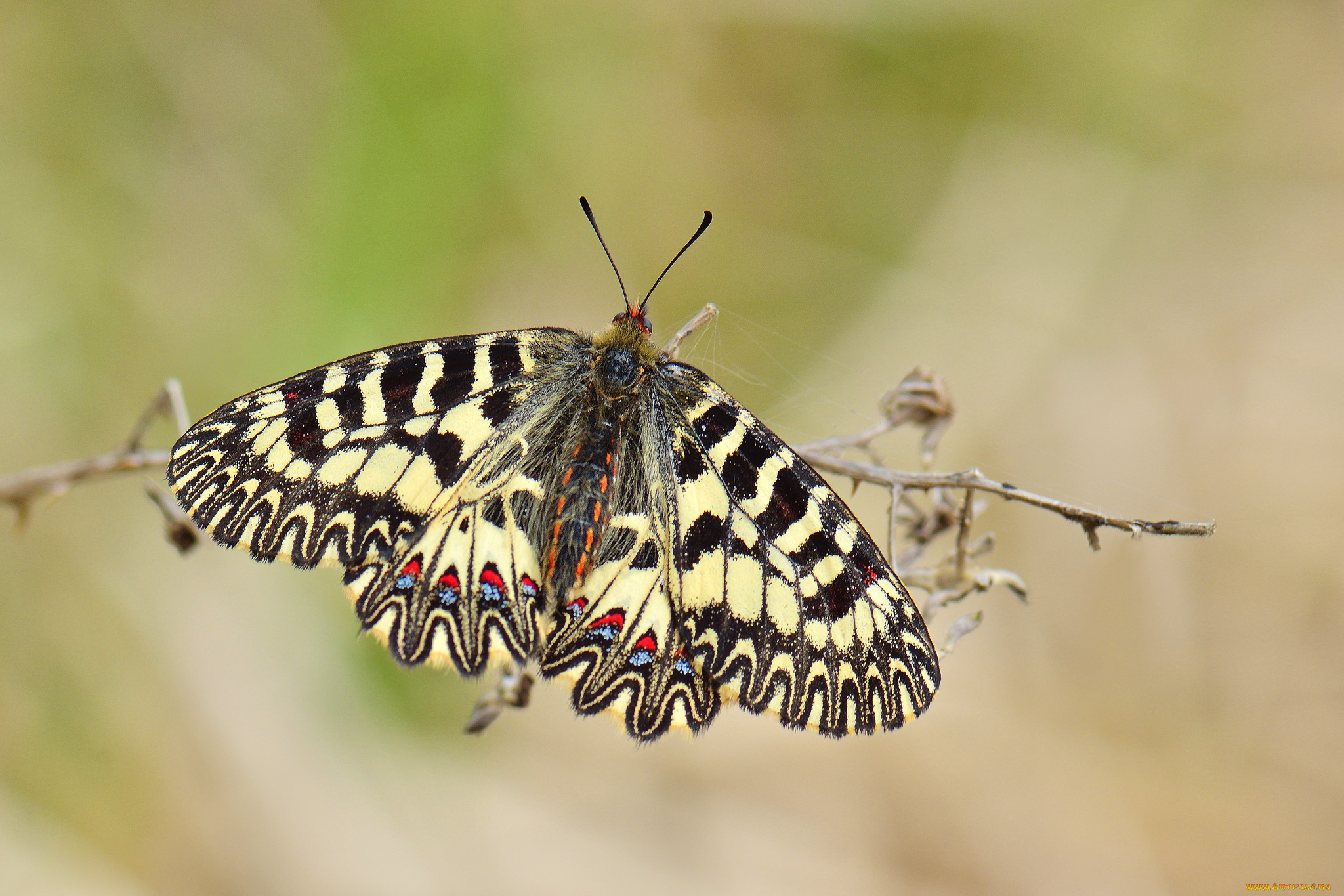 животные, бабочки, , мотыльки, , моли, бабочка