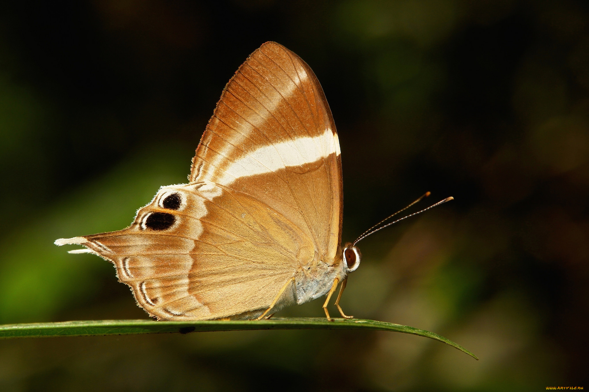 животные, бабочки, , мотыльки, , моли, itchydogimages, макро, бабочка, крылья, усики, узор