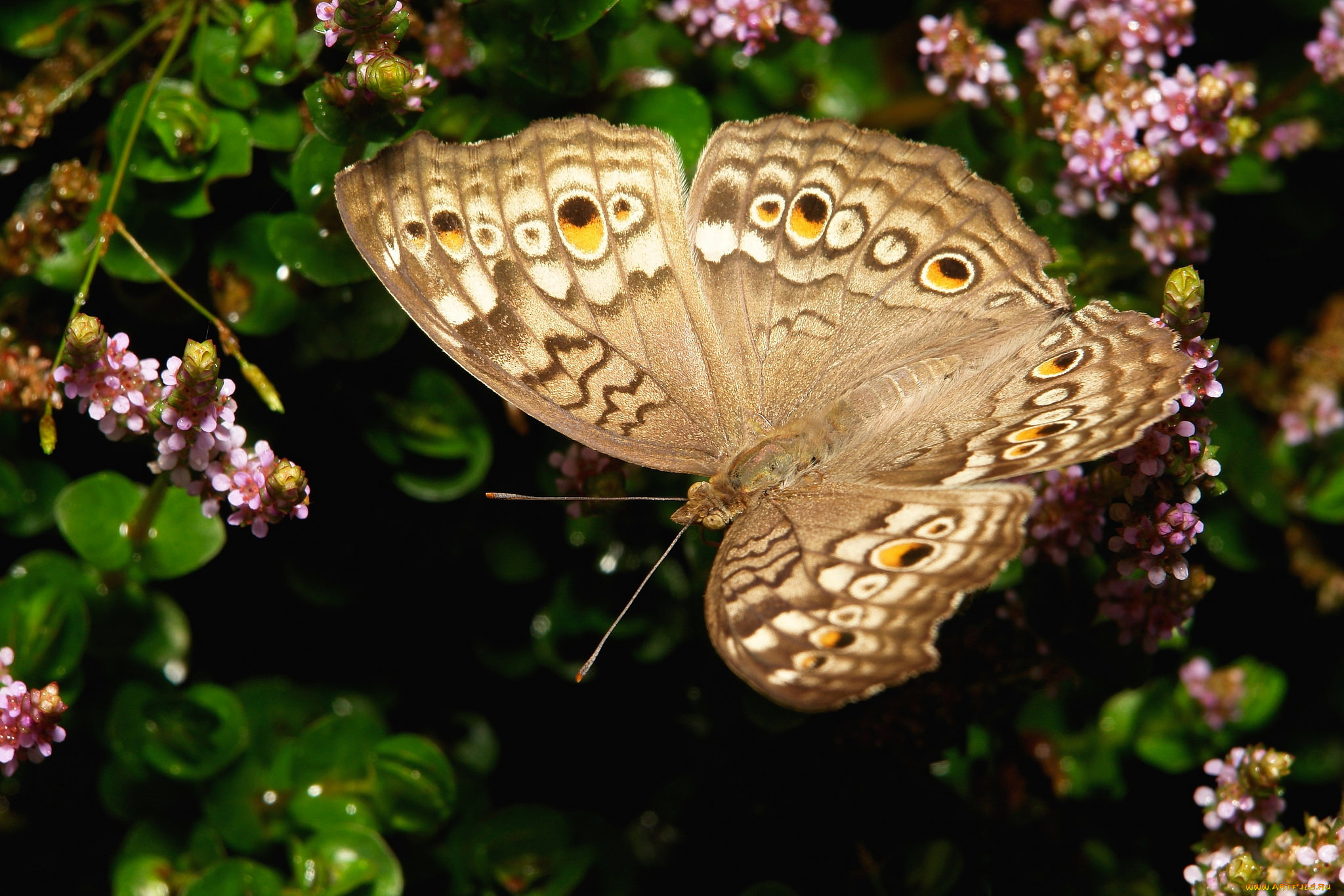 животные, бабочки, , мотыльки, , моли, itchydogimages, бабочка