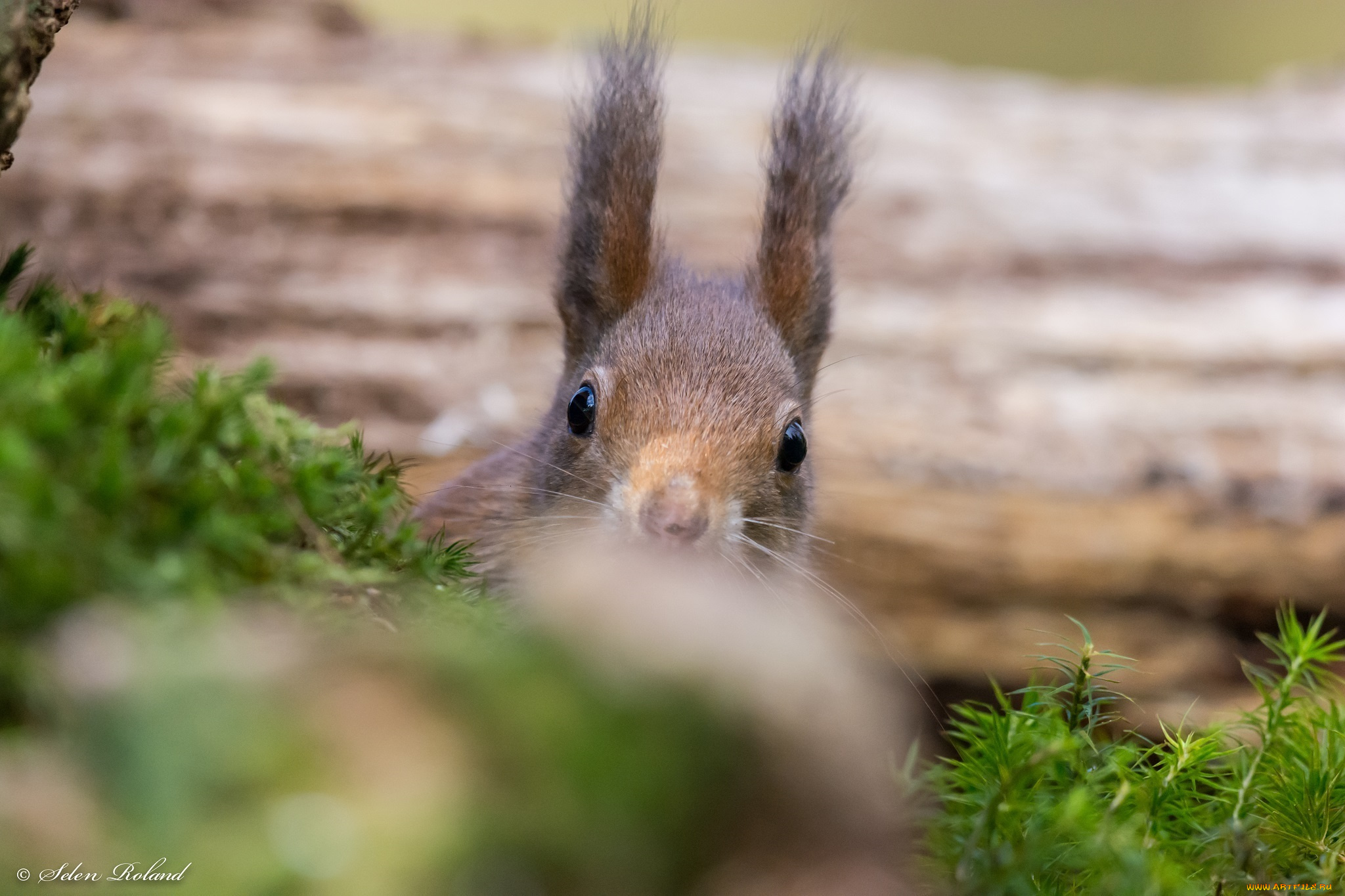 животные, белки, засада, выглядывает, грызун