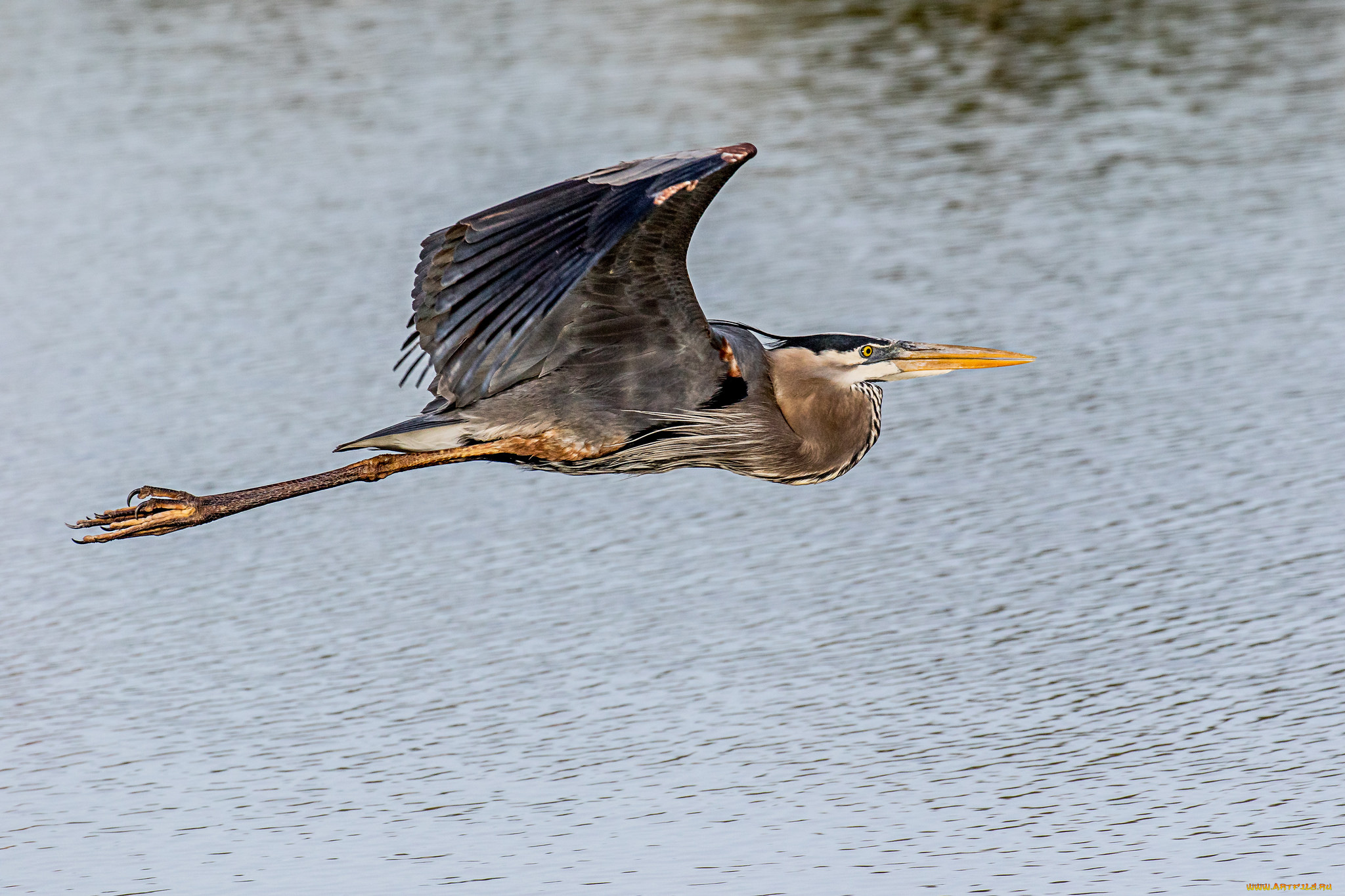животные, цапли, , выпи, птичка