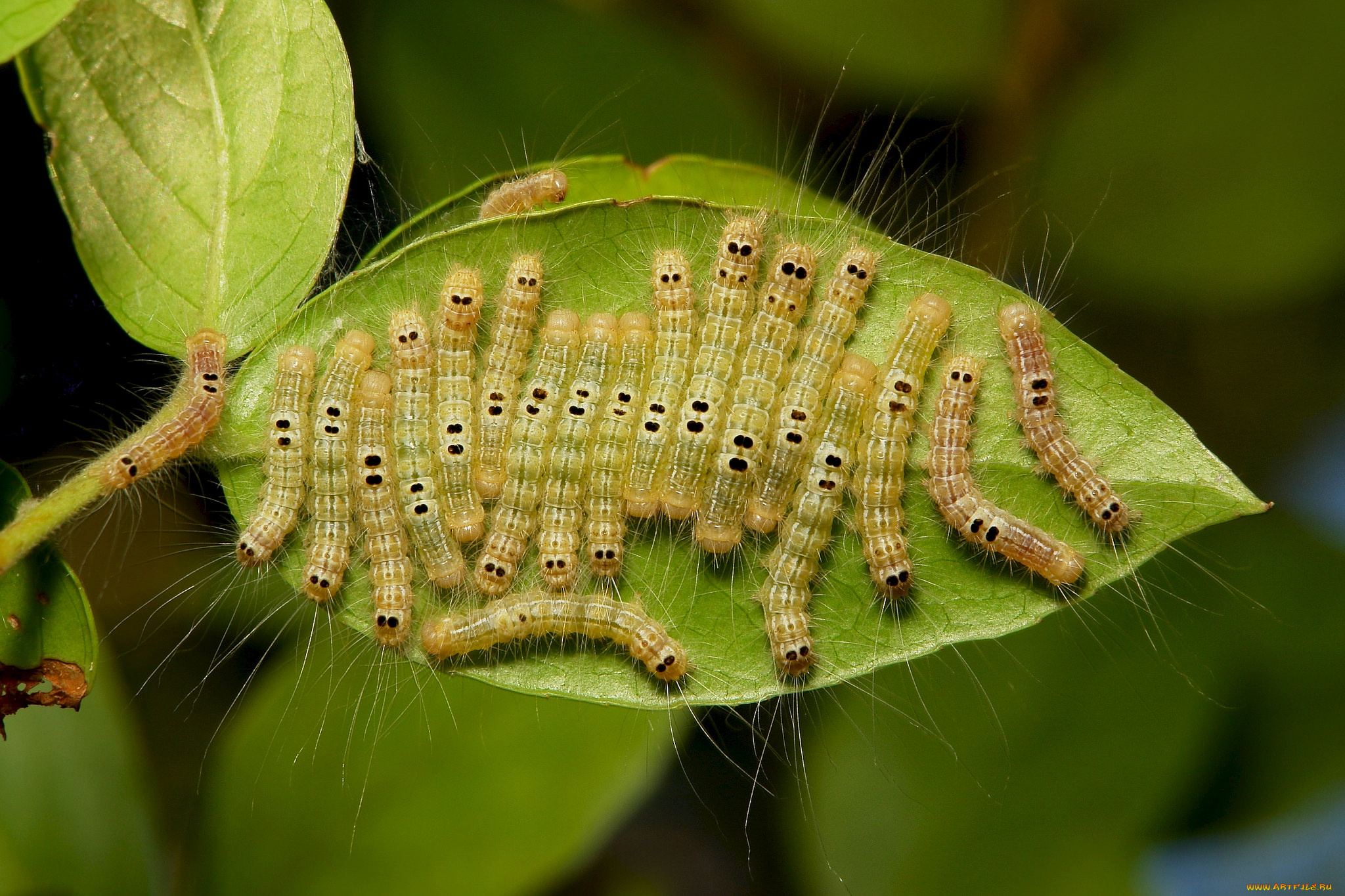 животные, гусеницы, itchydogimages, макро, лист