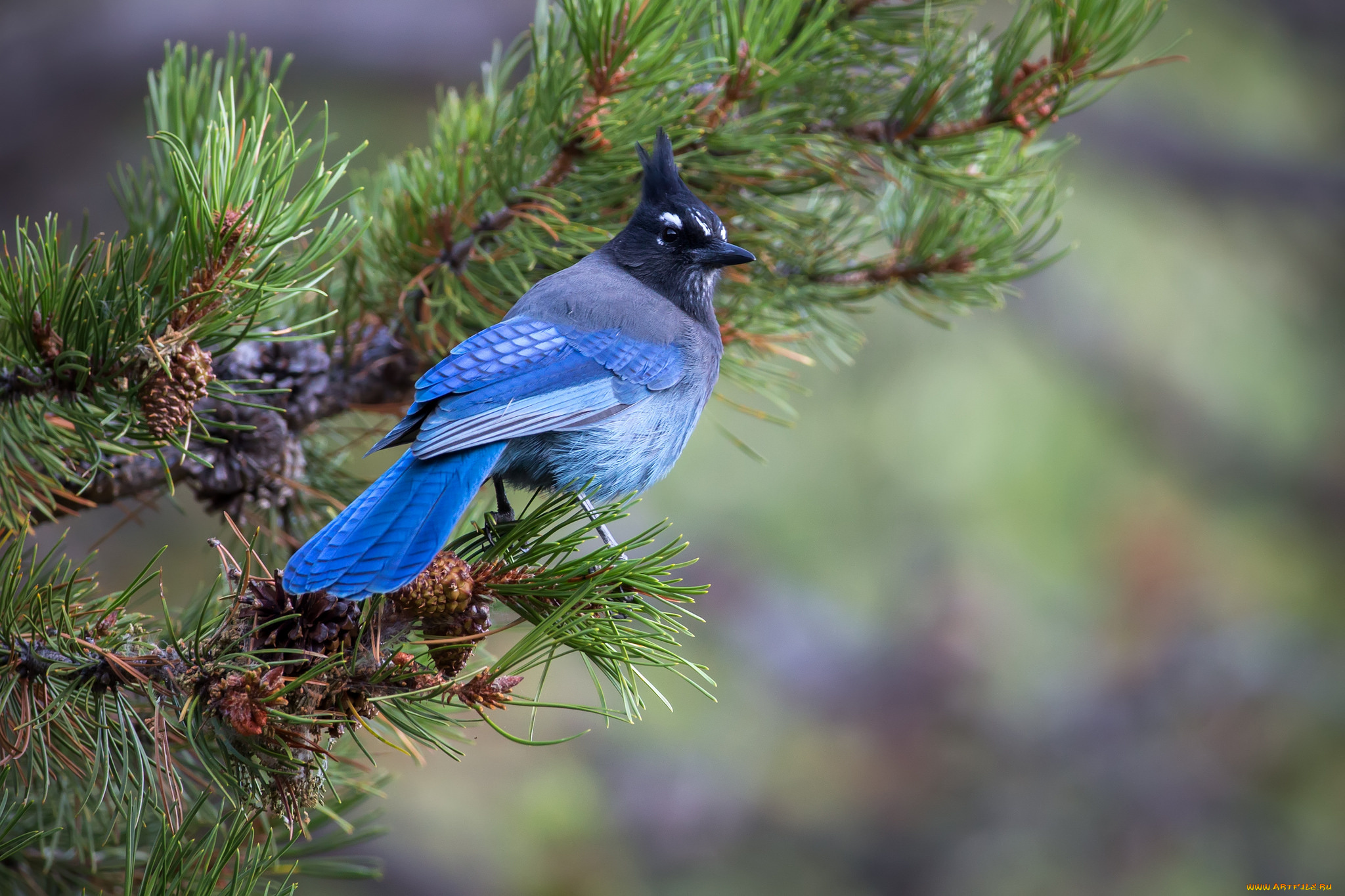 животные, кардиналы, птичка