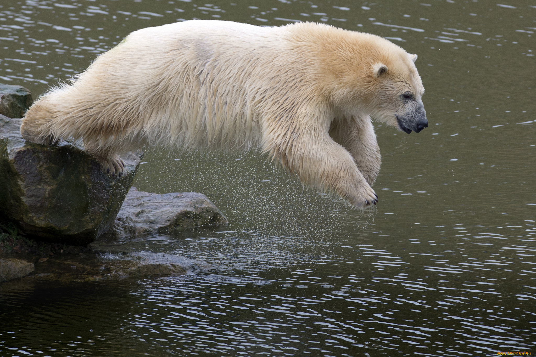 животные, медведи, медведь, белый