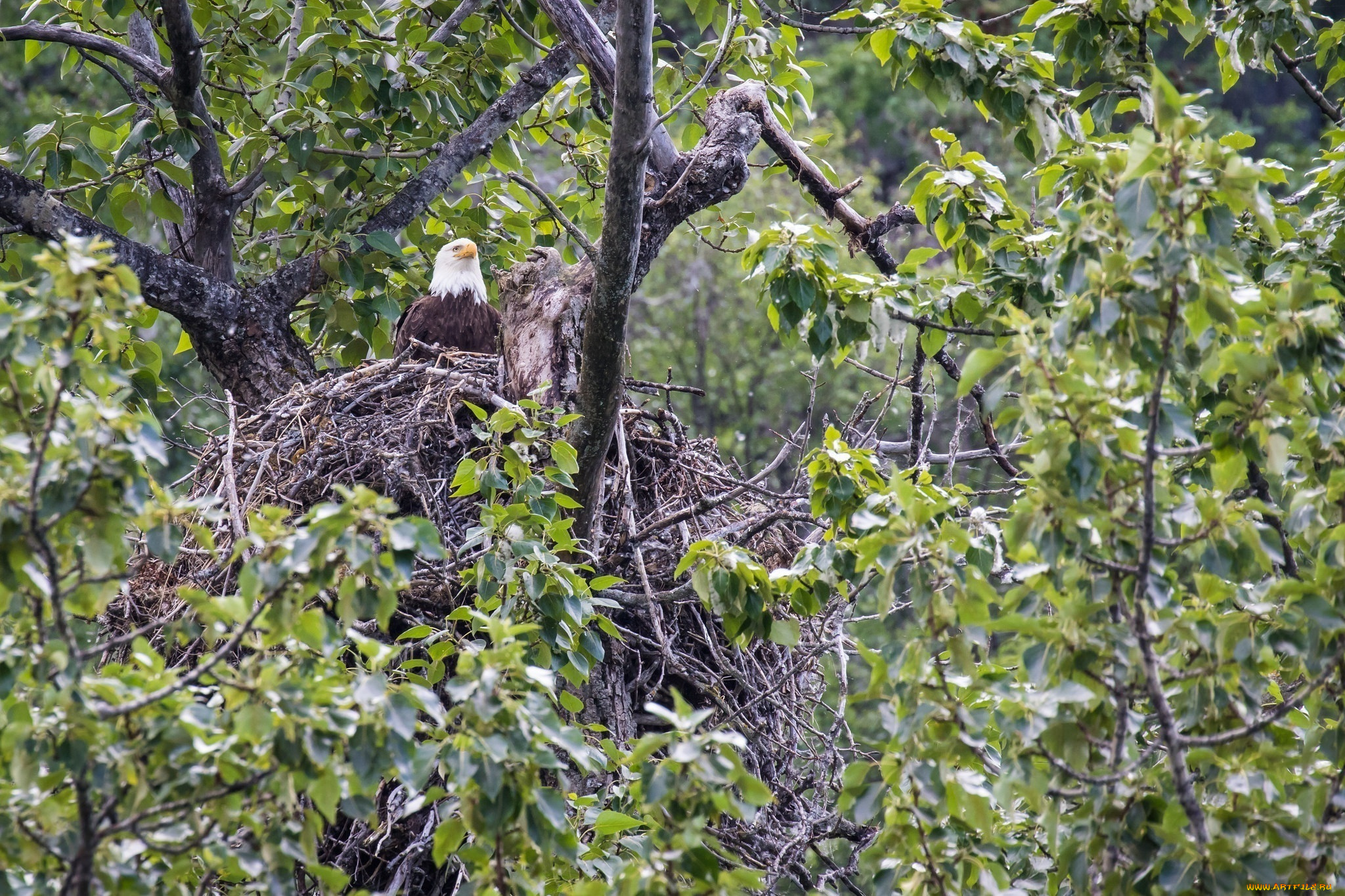 животные, птицы, -, хищники, гнездо, орлан