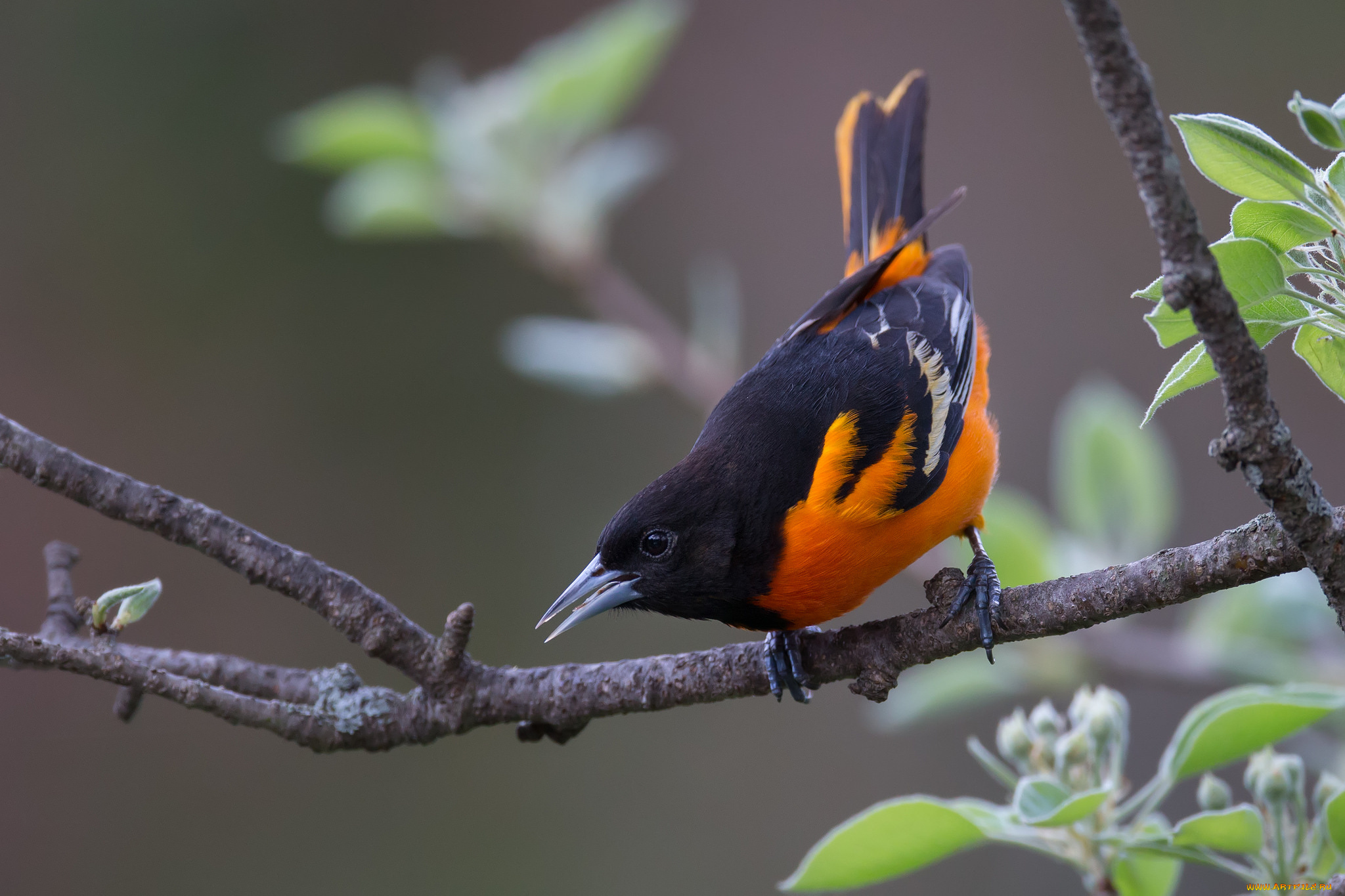 животные, птицы, птичка